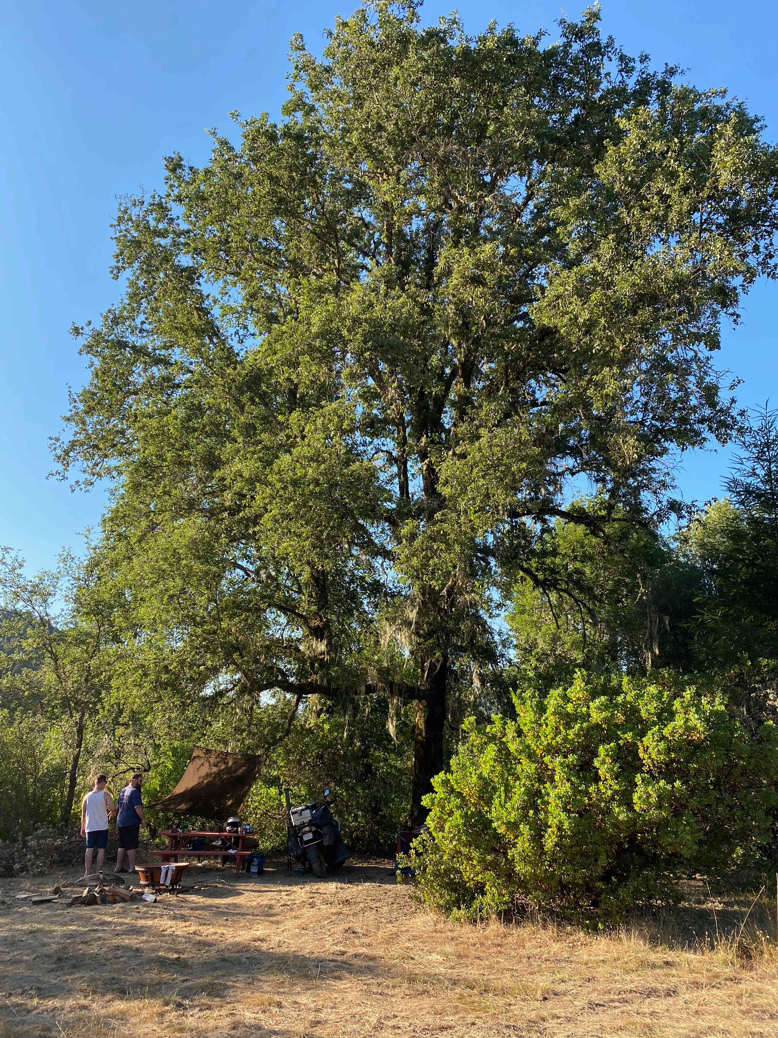 Nice tall Shady Oak trees