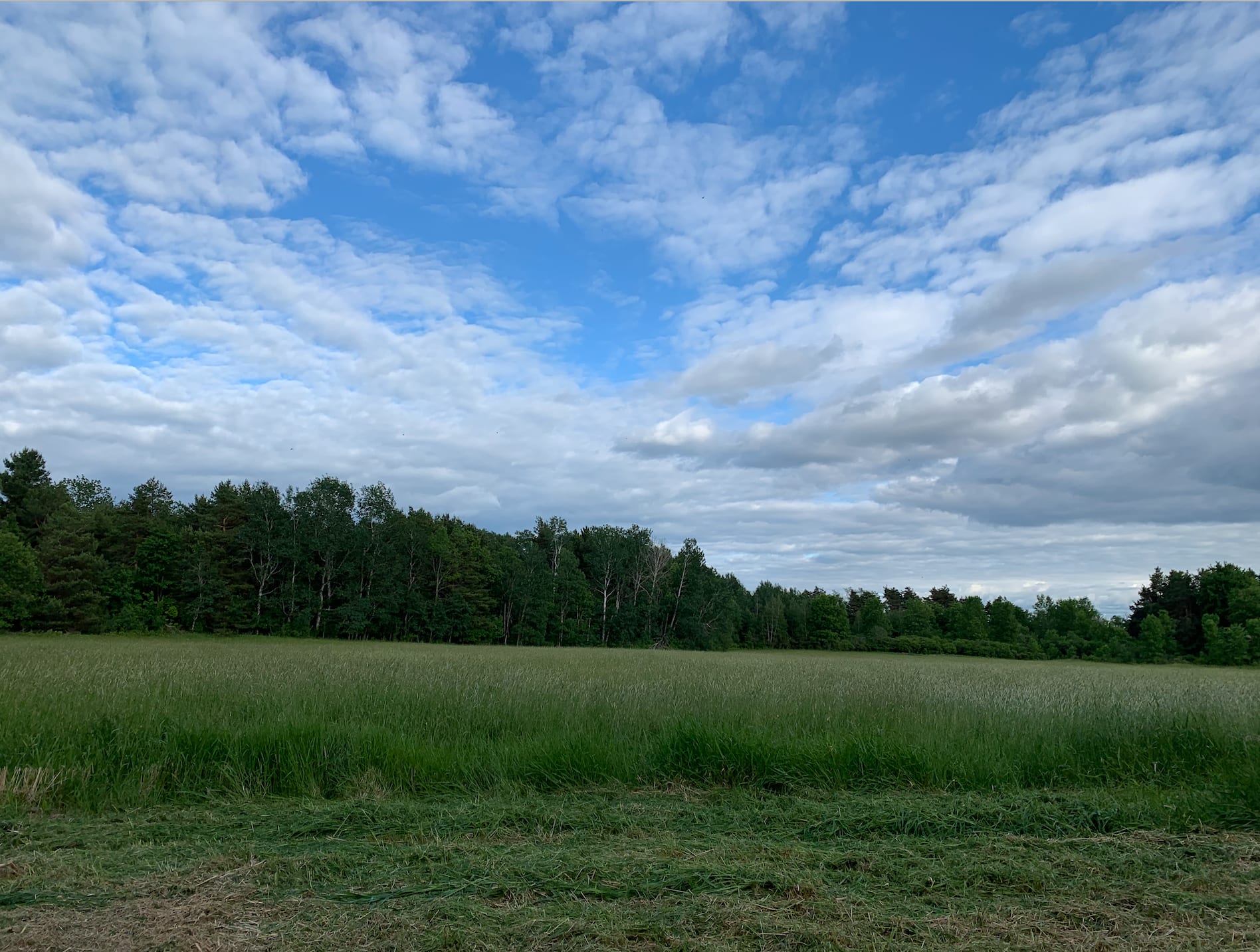 Another view of the Meadow from the site.
