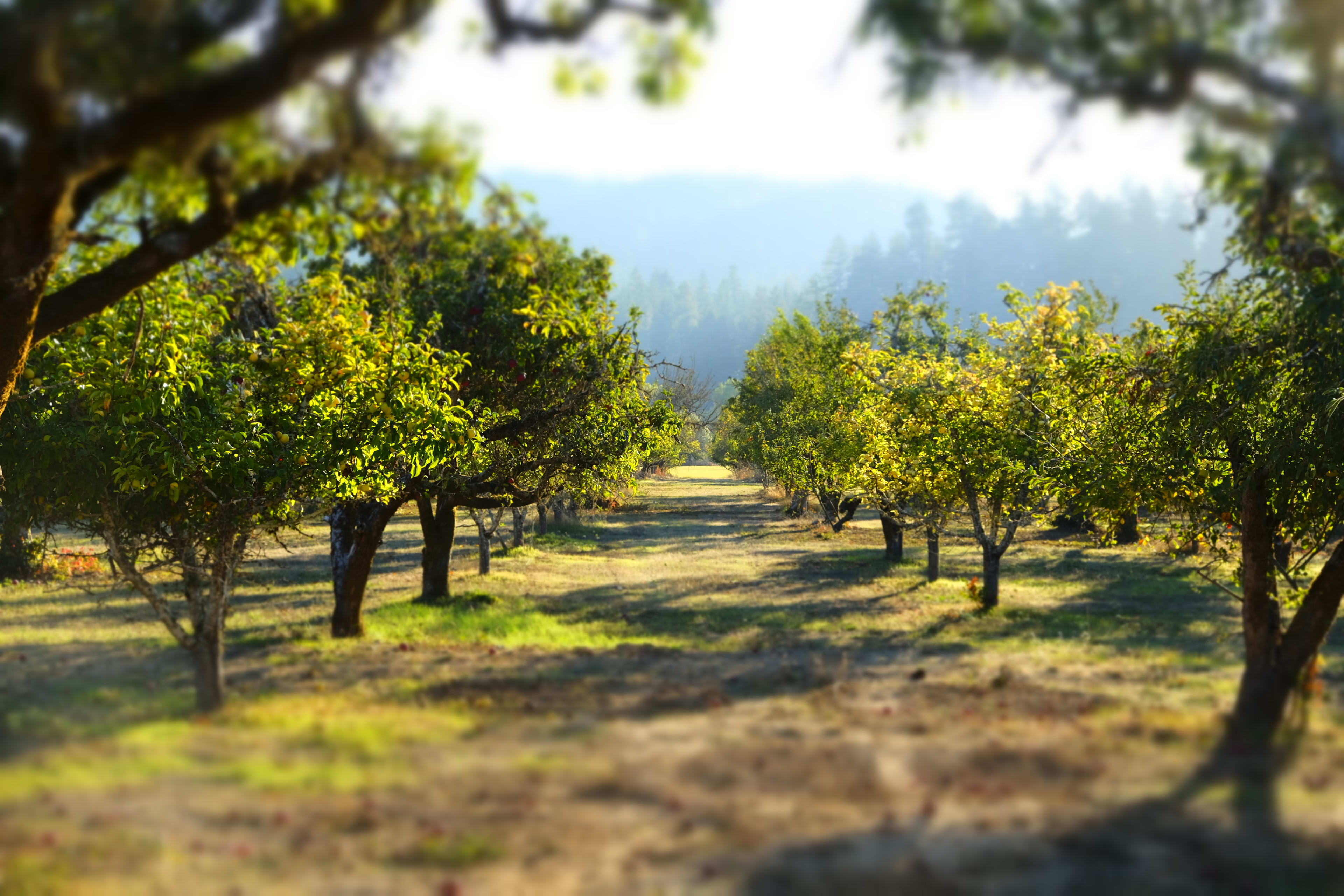 Poleeko Ranch fruit orchard