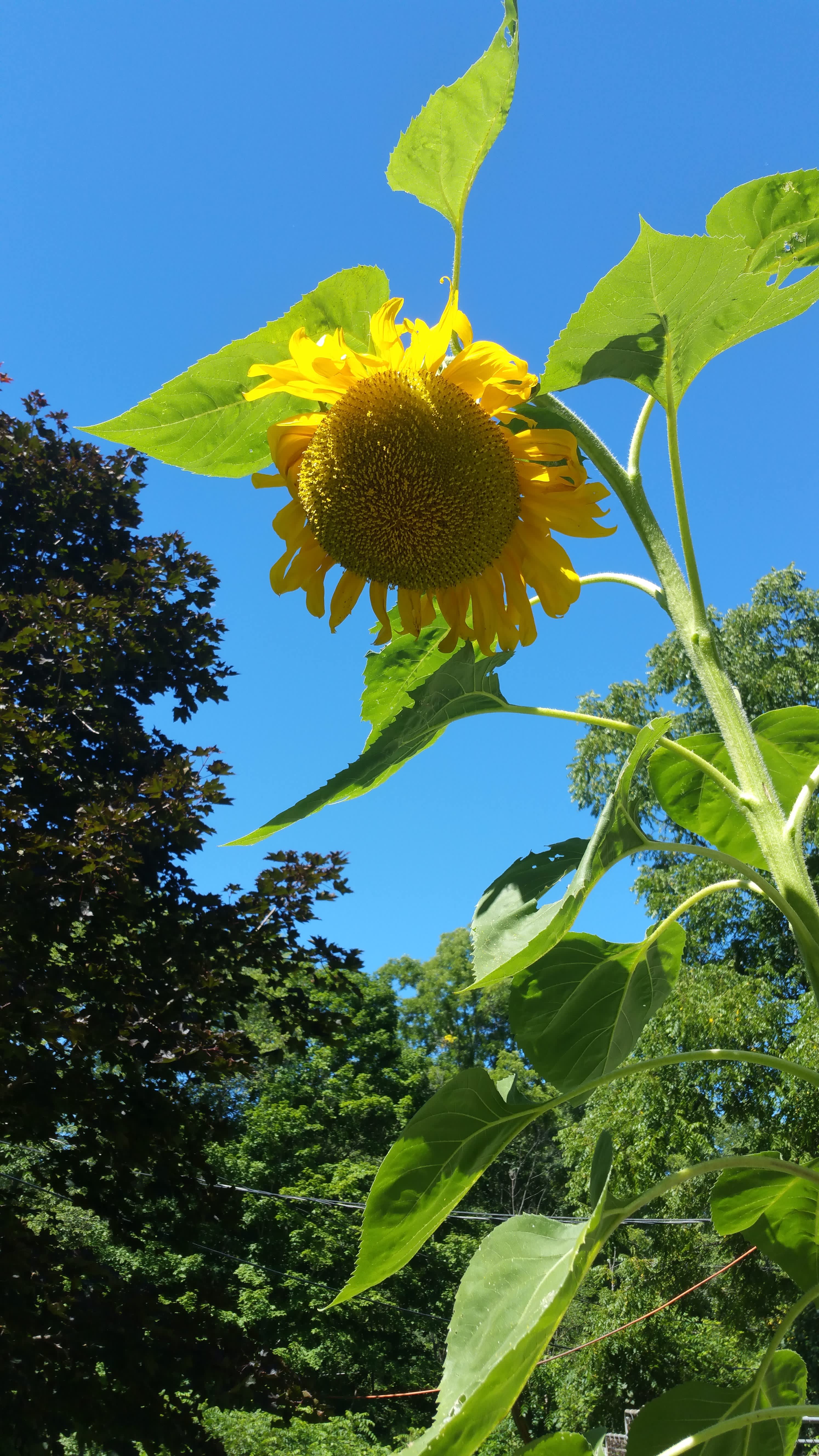 The Garden