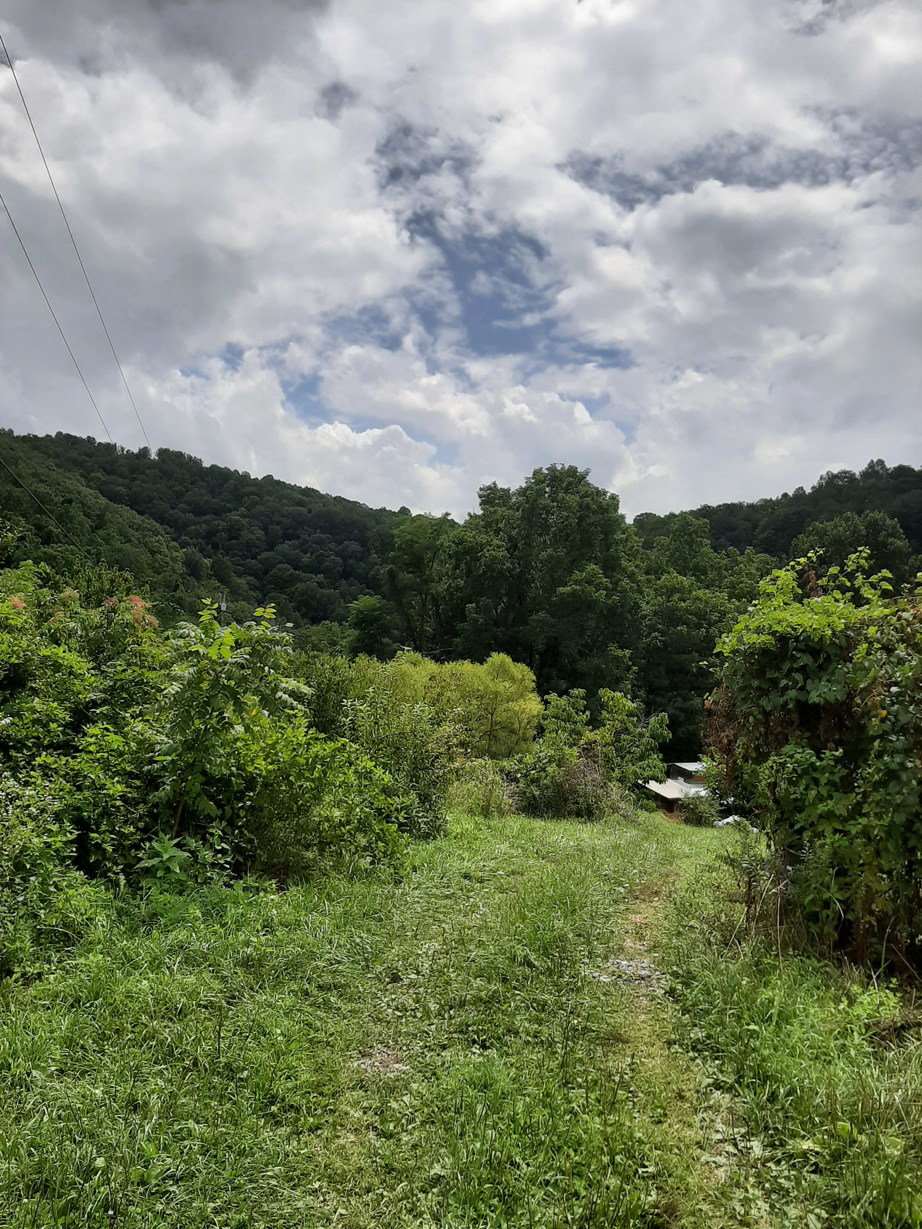 This is your approach to Holleruljah through the pear orchard. Beyond the woods drop down into another very private world where there is a small creek running through mature hardwoods, and waterfalls ranging from 6 ft to 20 feet high.