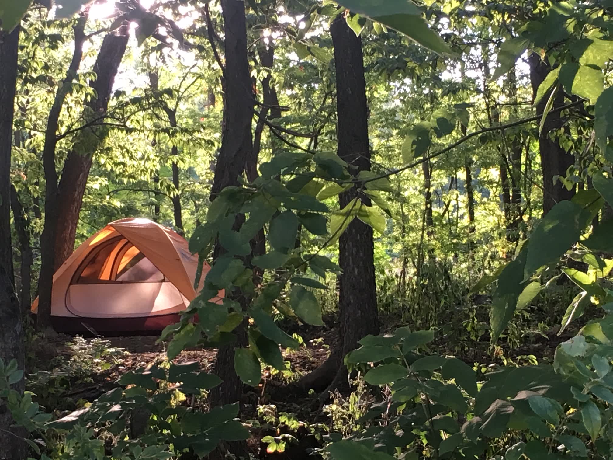 Wooded campsites with fire rings. Close to grassy parking area. 