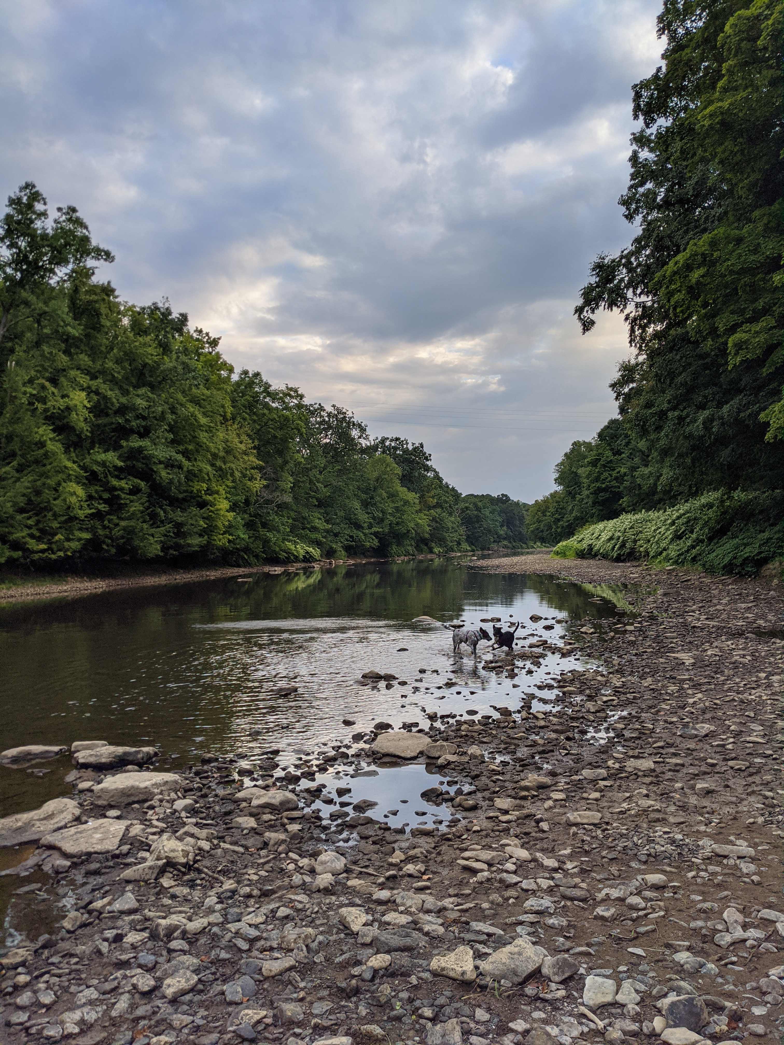 dogs splashing in the river, off the pink loop trail.