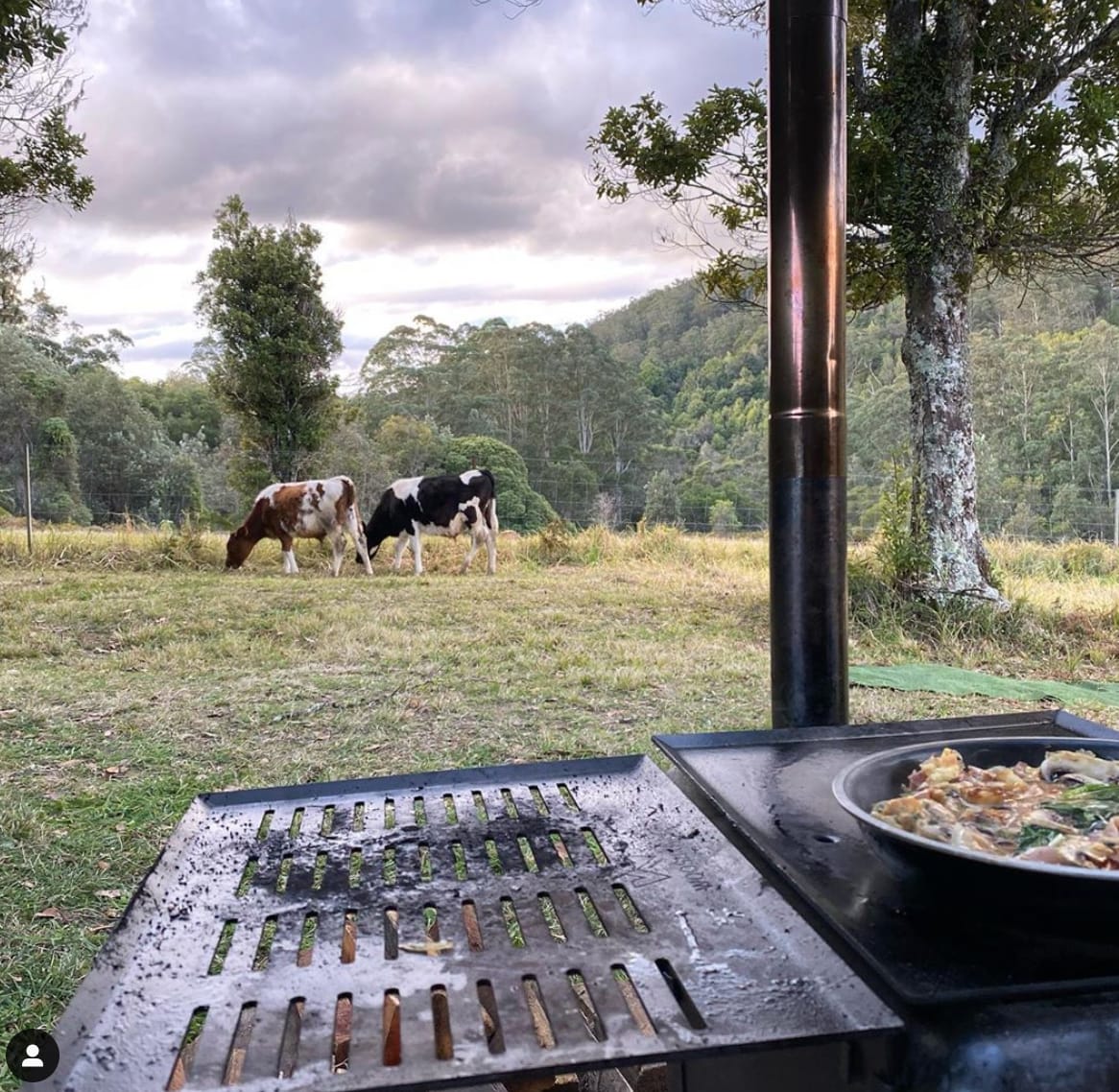 Our adopted bull calves like to 'hang out' with our guests