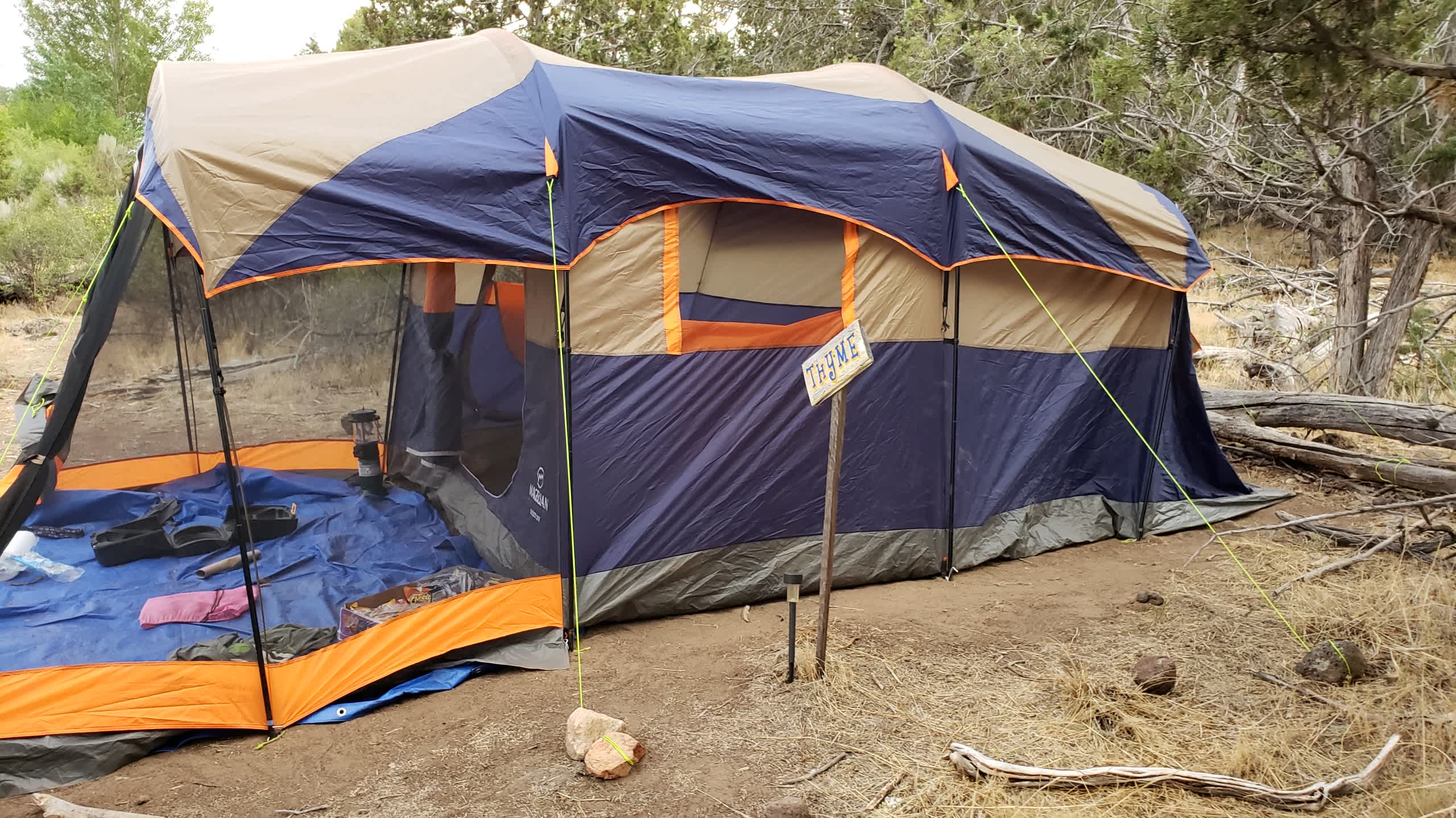 Thyme can have a large tent