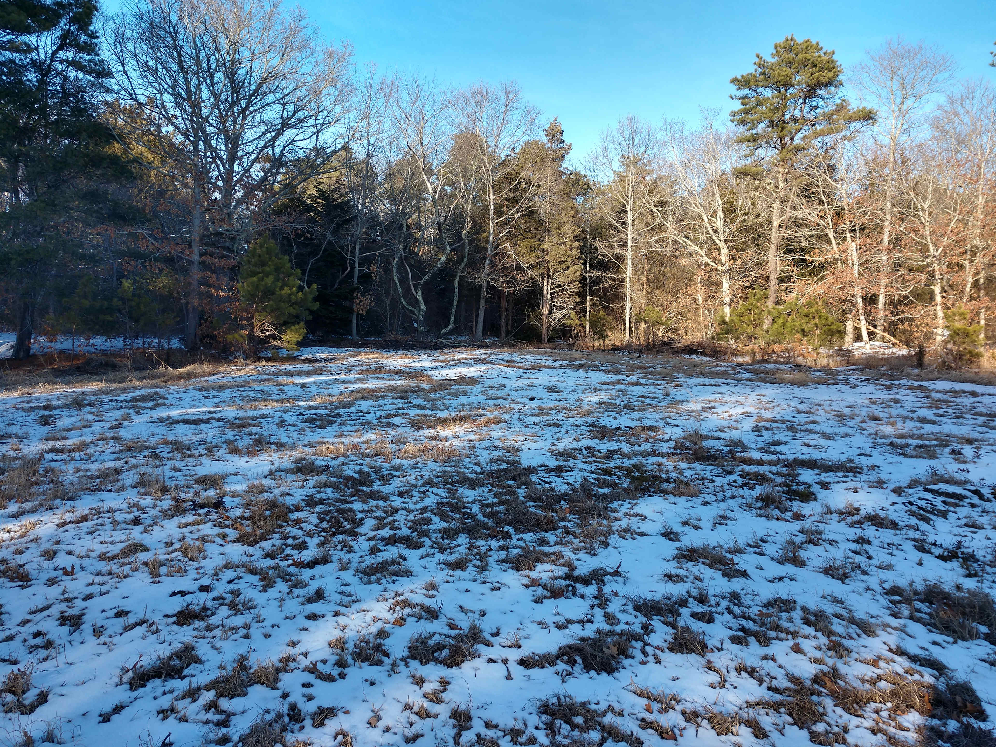 Late Winter scene of the open field borders by the woods
