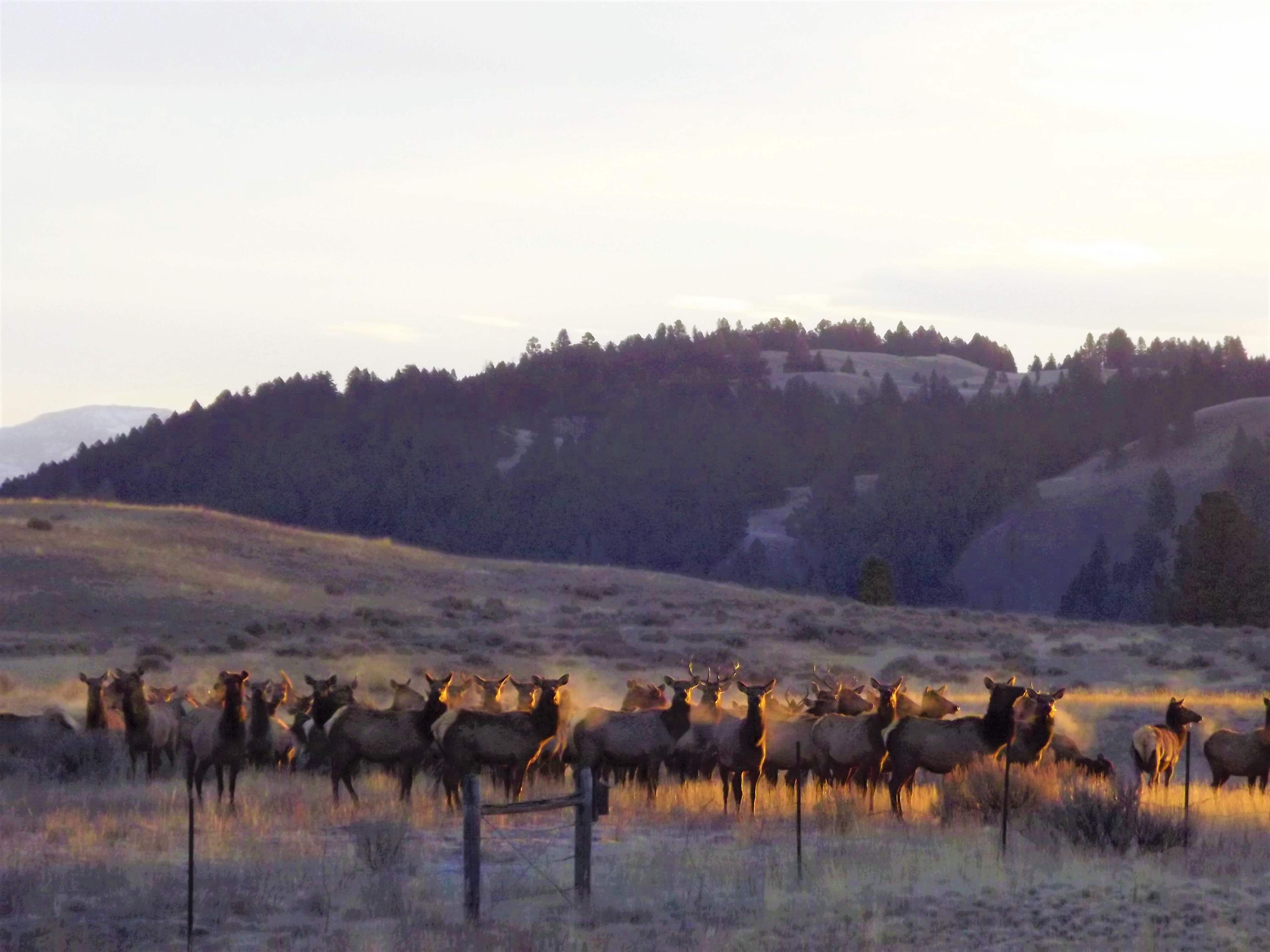  Clearwater game range