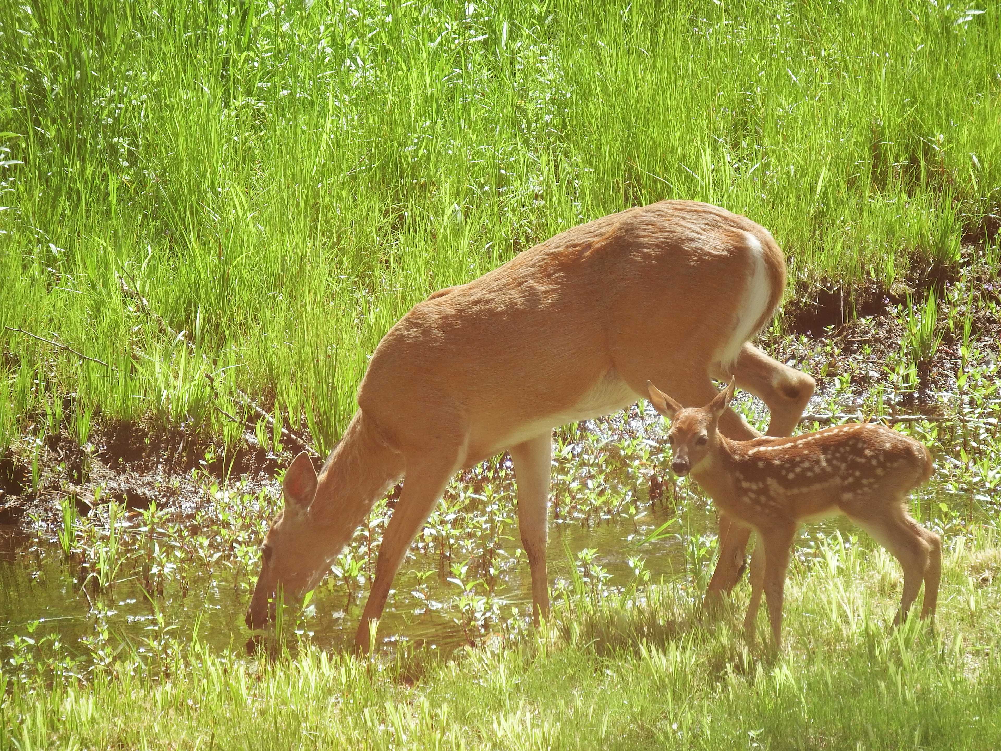 We see deer almost daily on the property during the spring, summer, and fall. 