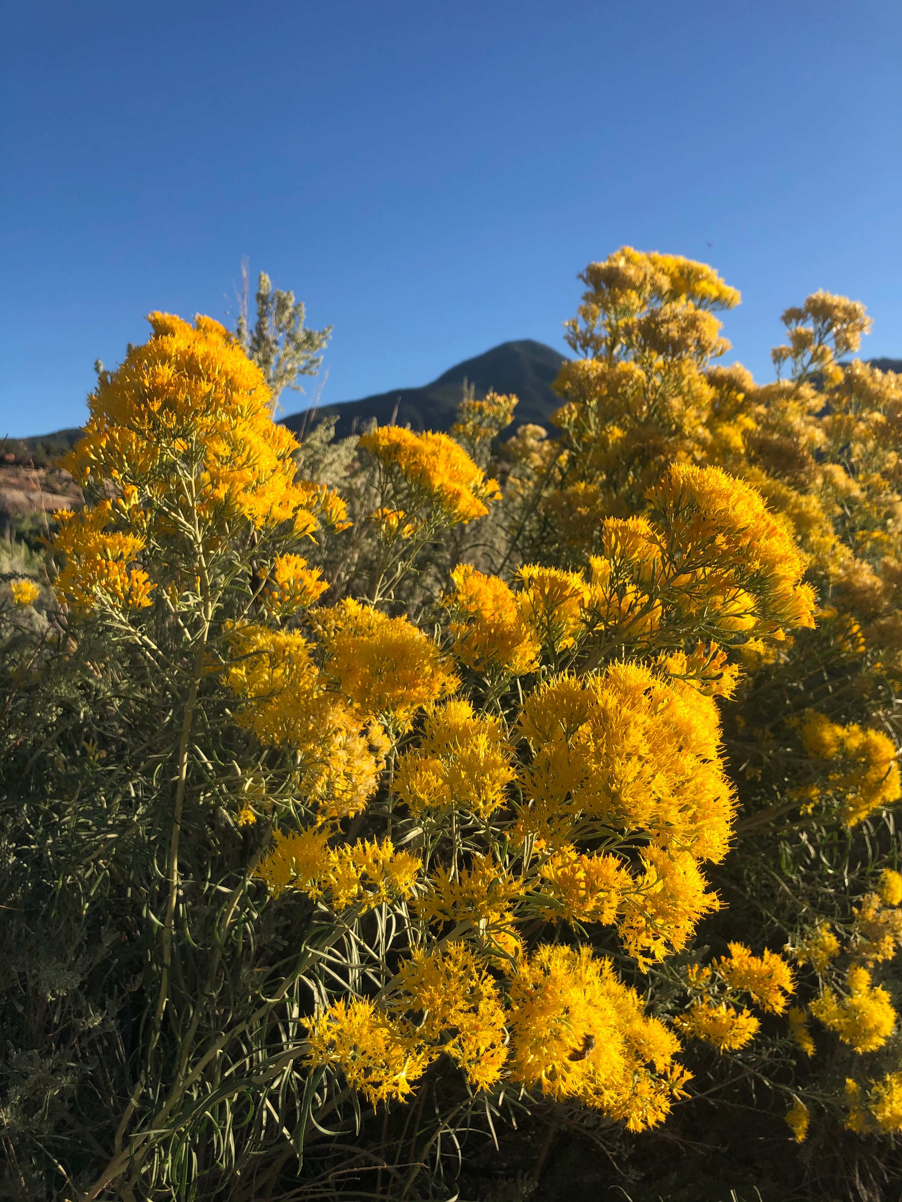 Rabbitbrush that surrounds the home 