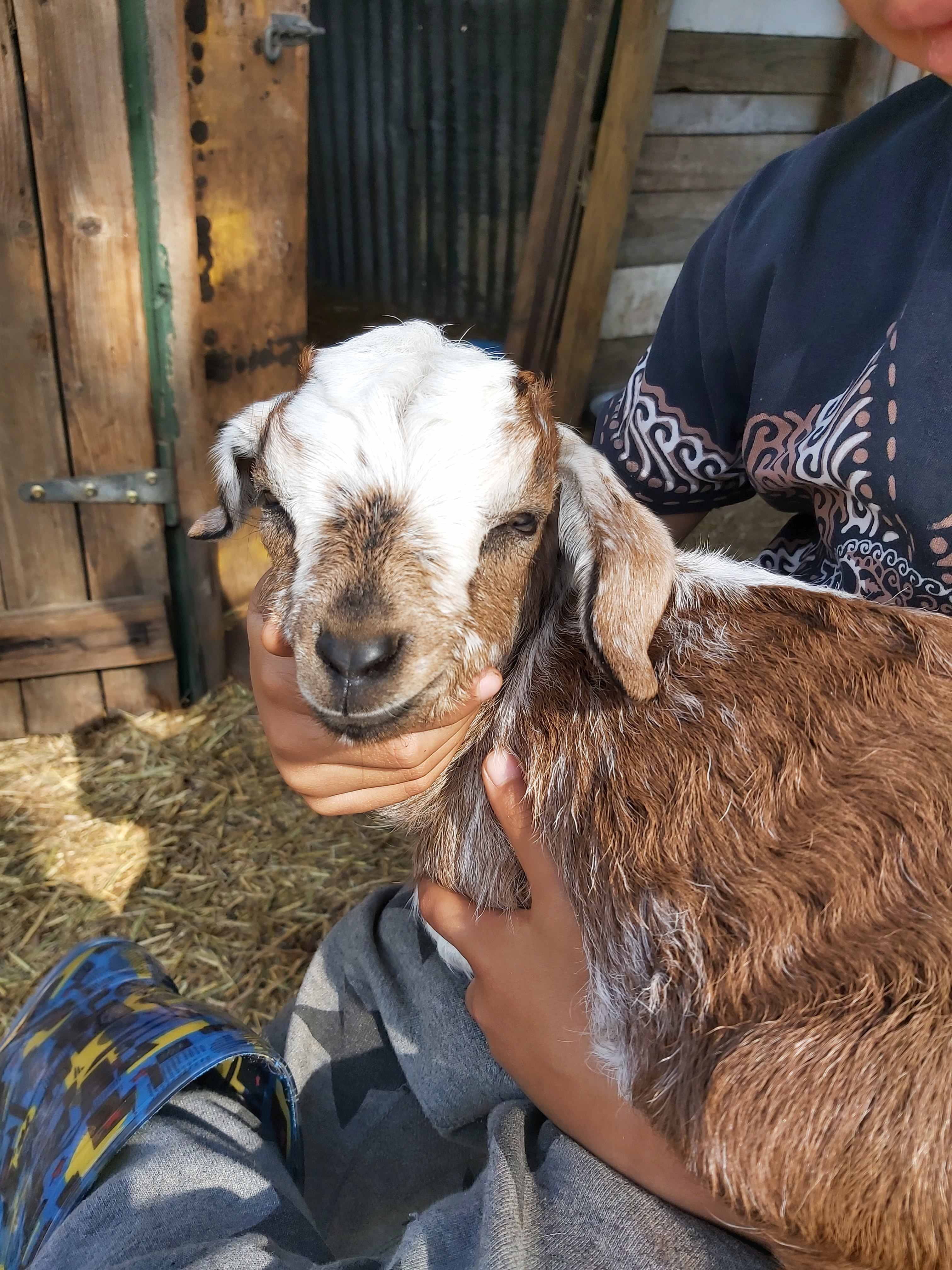 This dear little baby goat had a sleep in our laps!