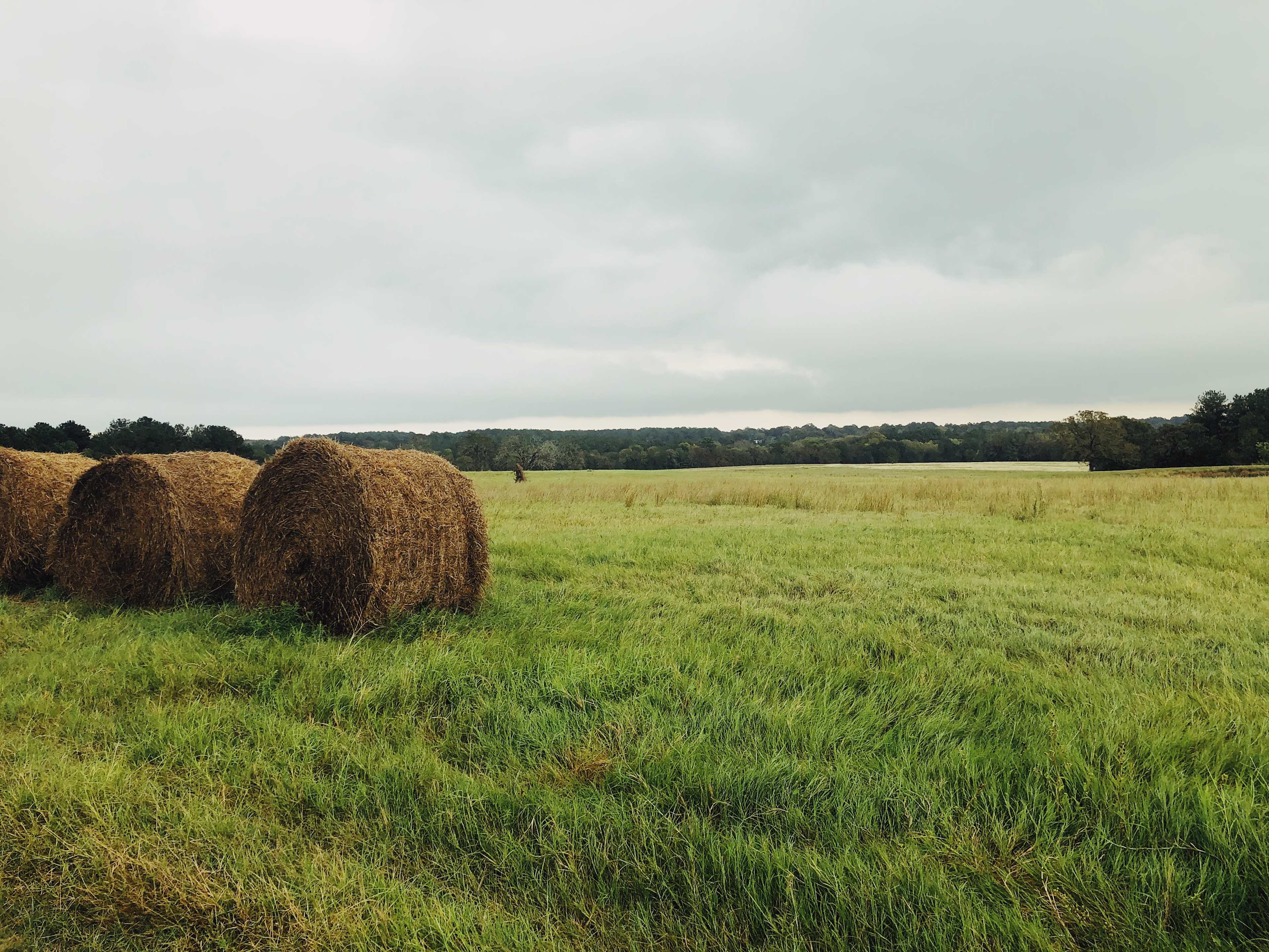 5D RANCH