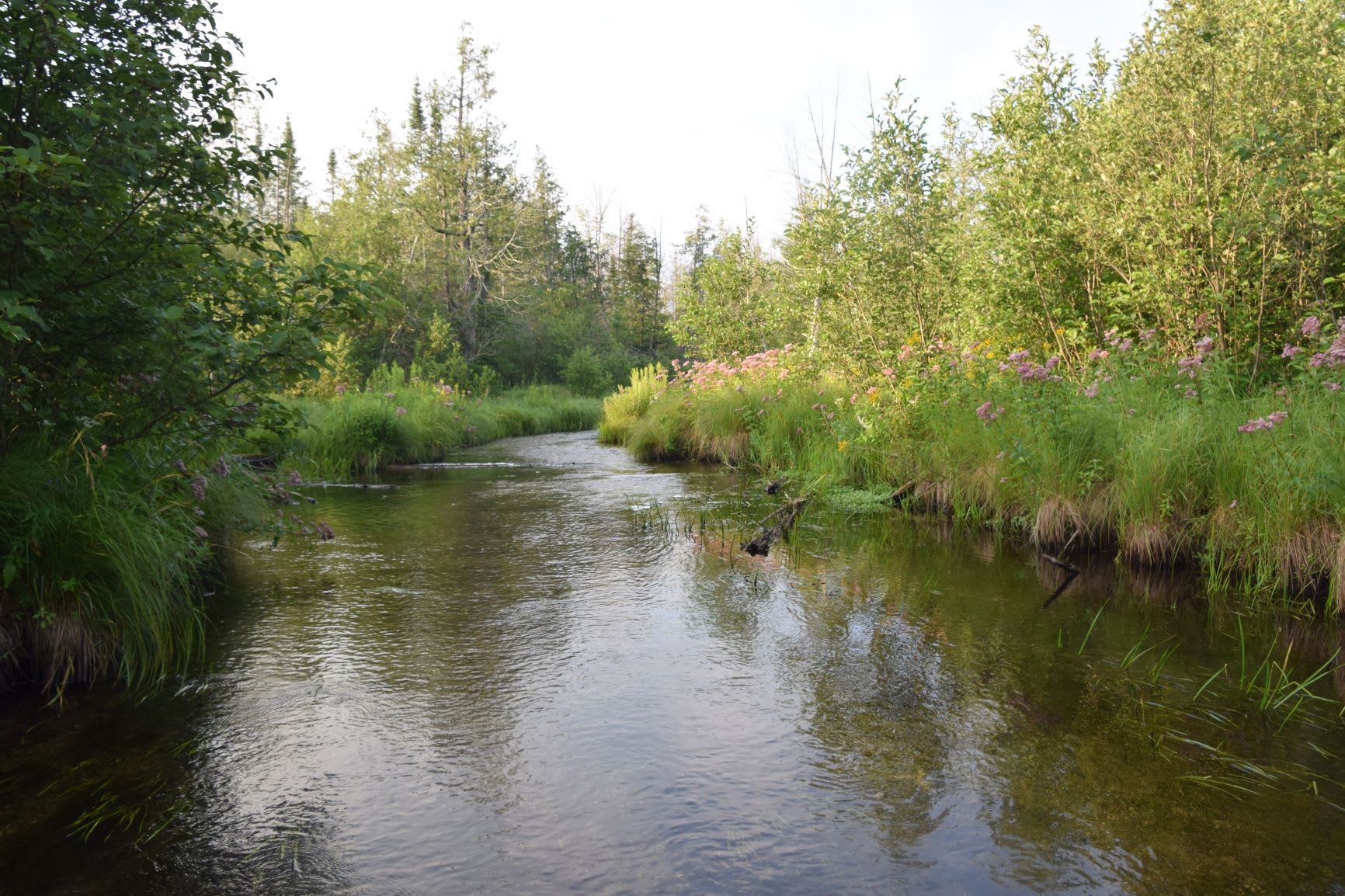 A short walk brings you to the West Branch of the Sturgeon River where you can sit and listen to the sound of water flowing and birds singing.