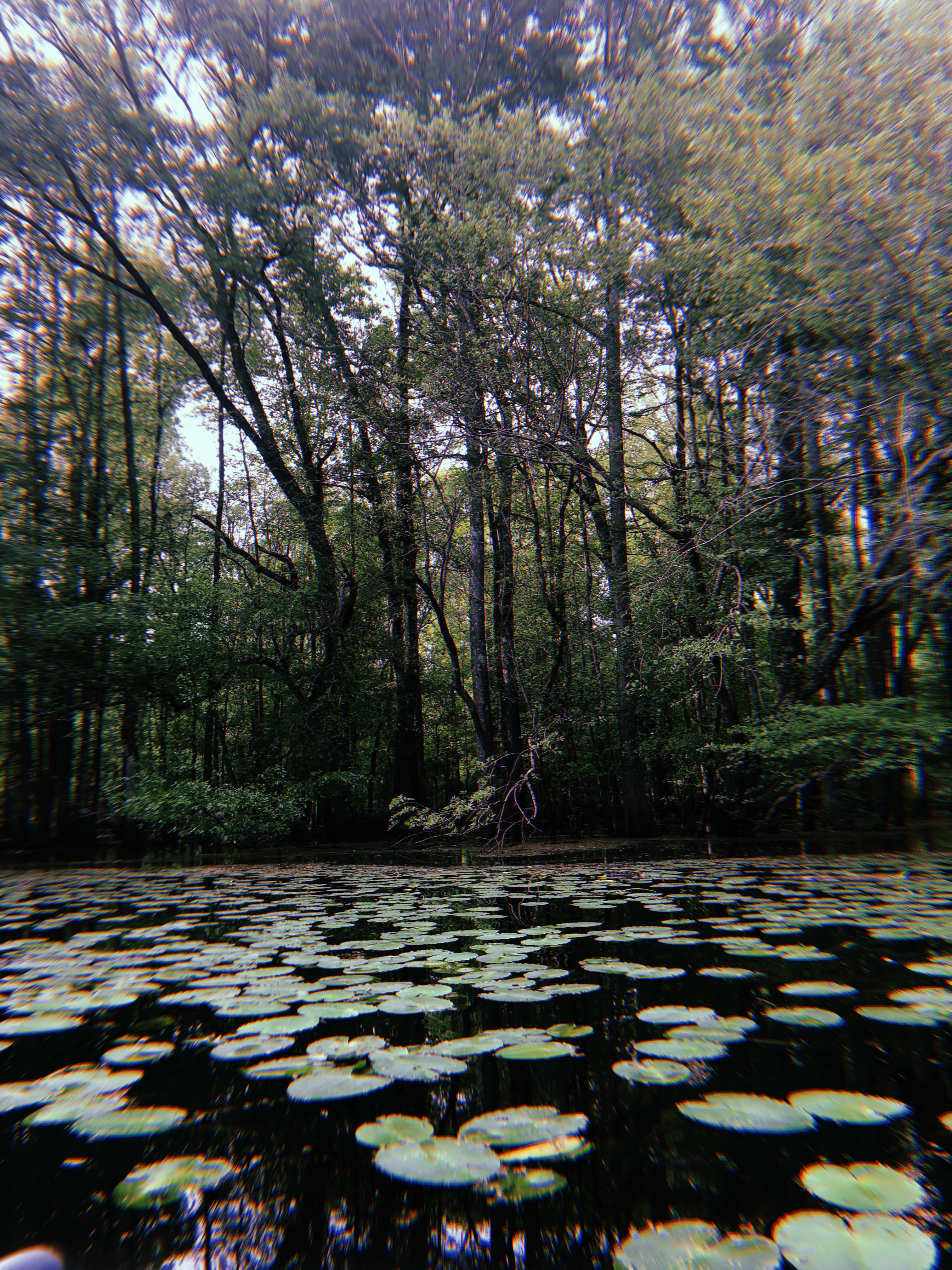 Swamp Castle Campground- Primitive