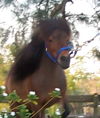 Rico Suave, our miniature stallion will be your neighbor.