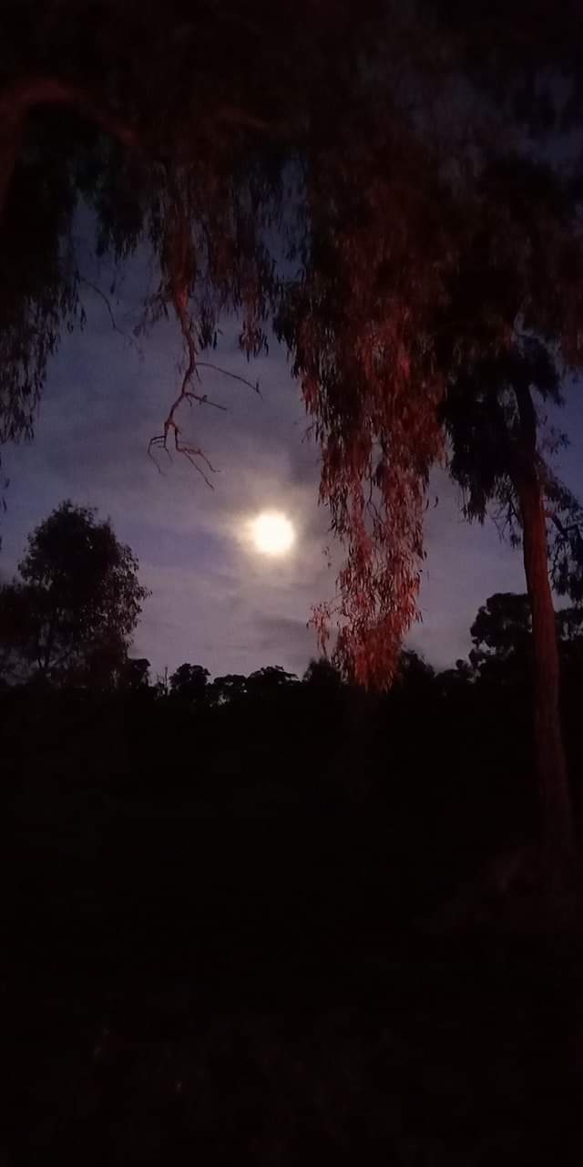 The beautiful night sky, looking through the gum trees
