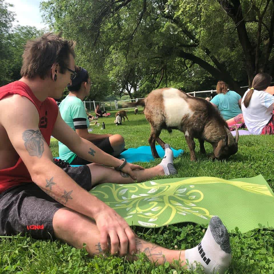 Shepherd's Rest Goat Rescue