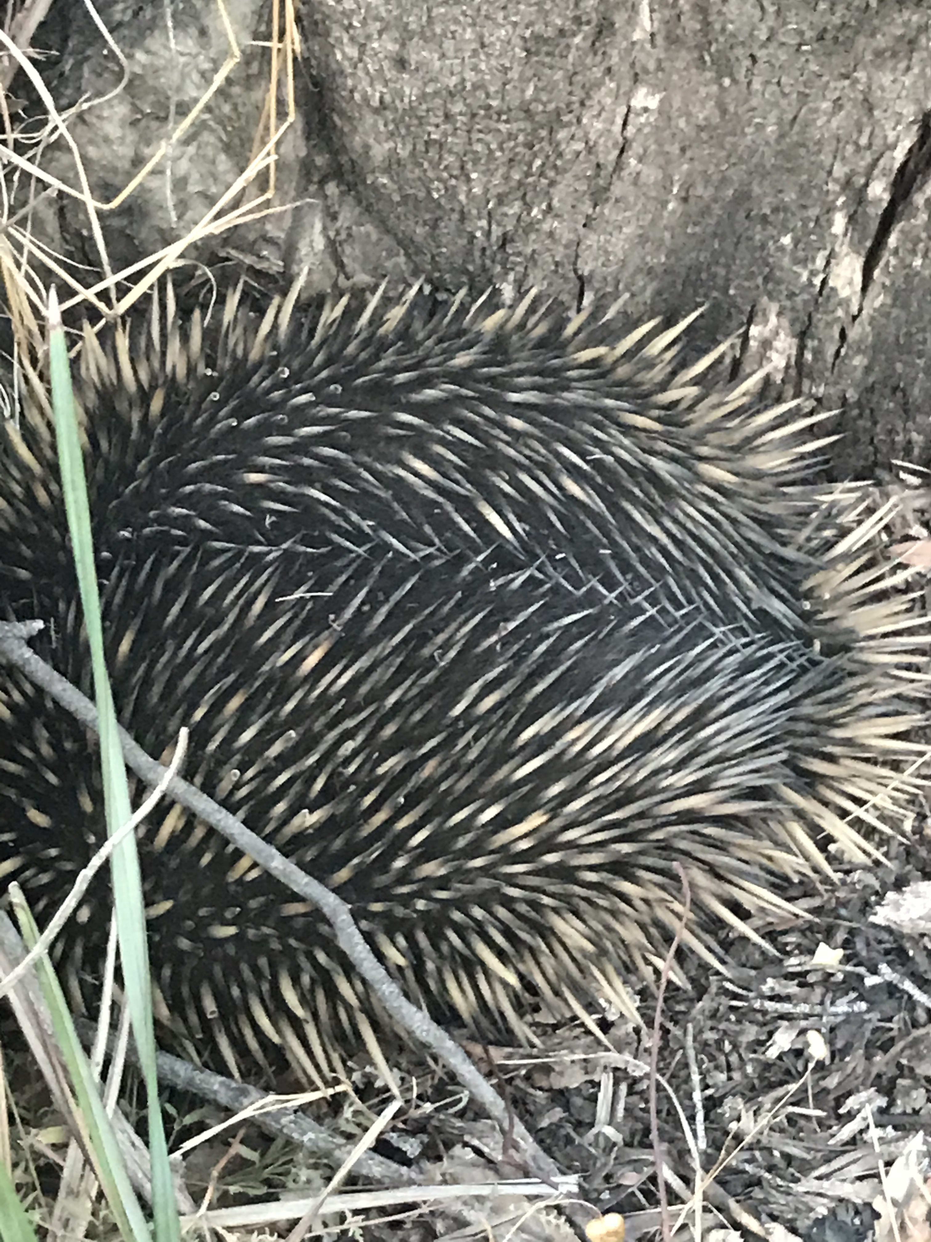 our resident echidna
