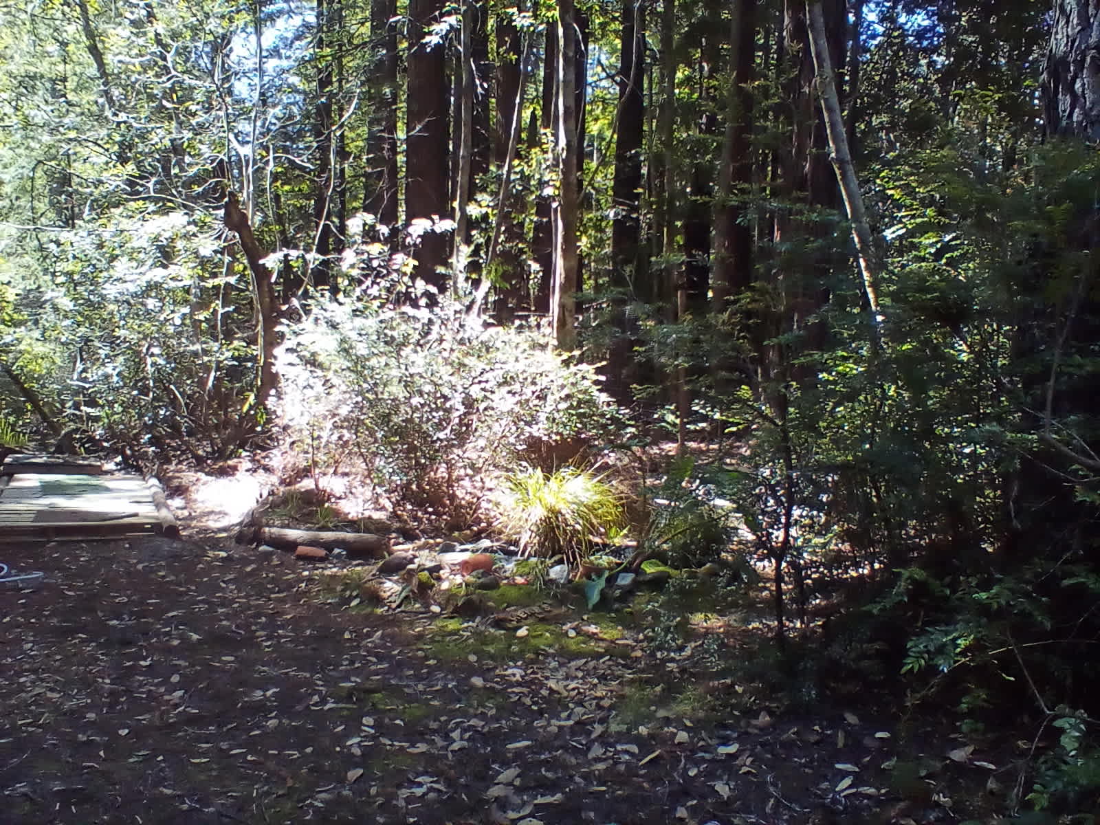 Redwood Forest Raven Haven
