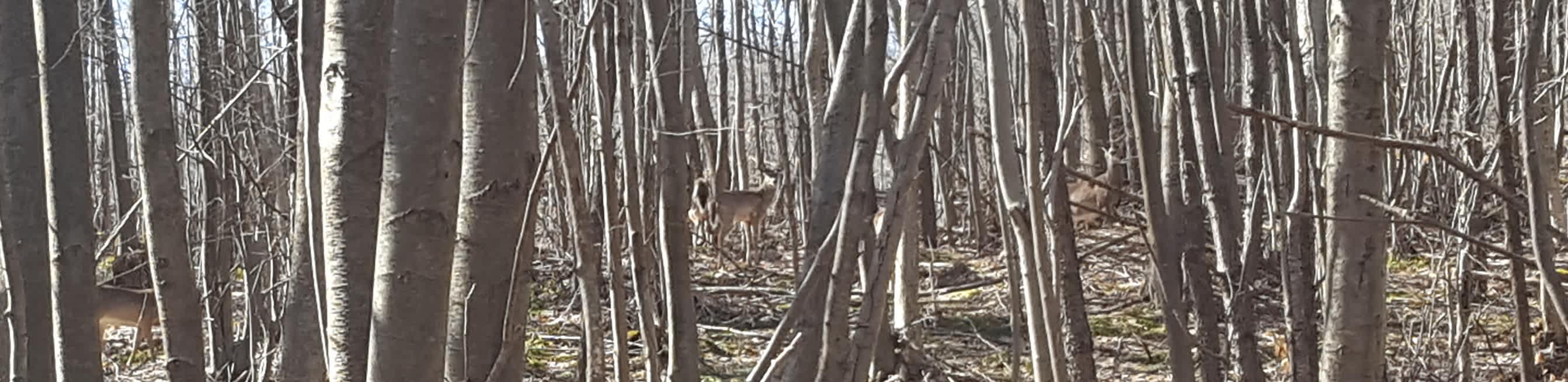 Deer on the property are often spotted on the hiking trails