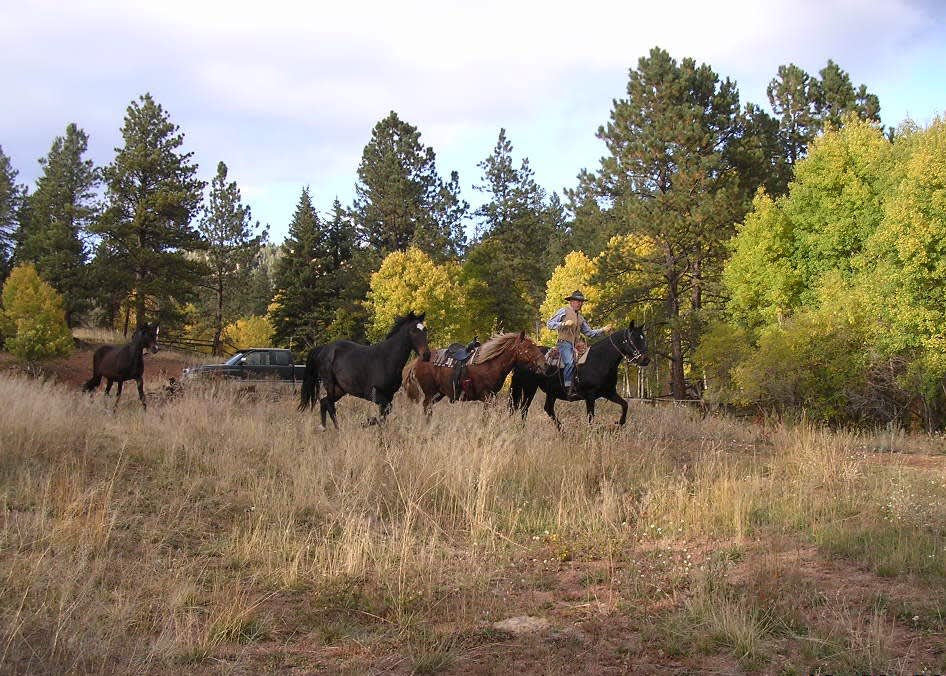 Bringing in some horses on a fall day.