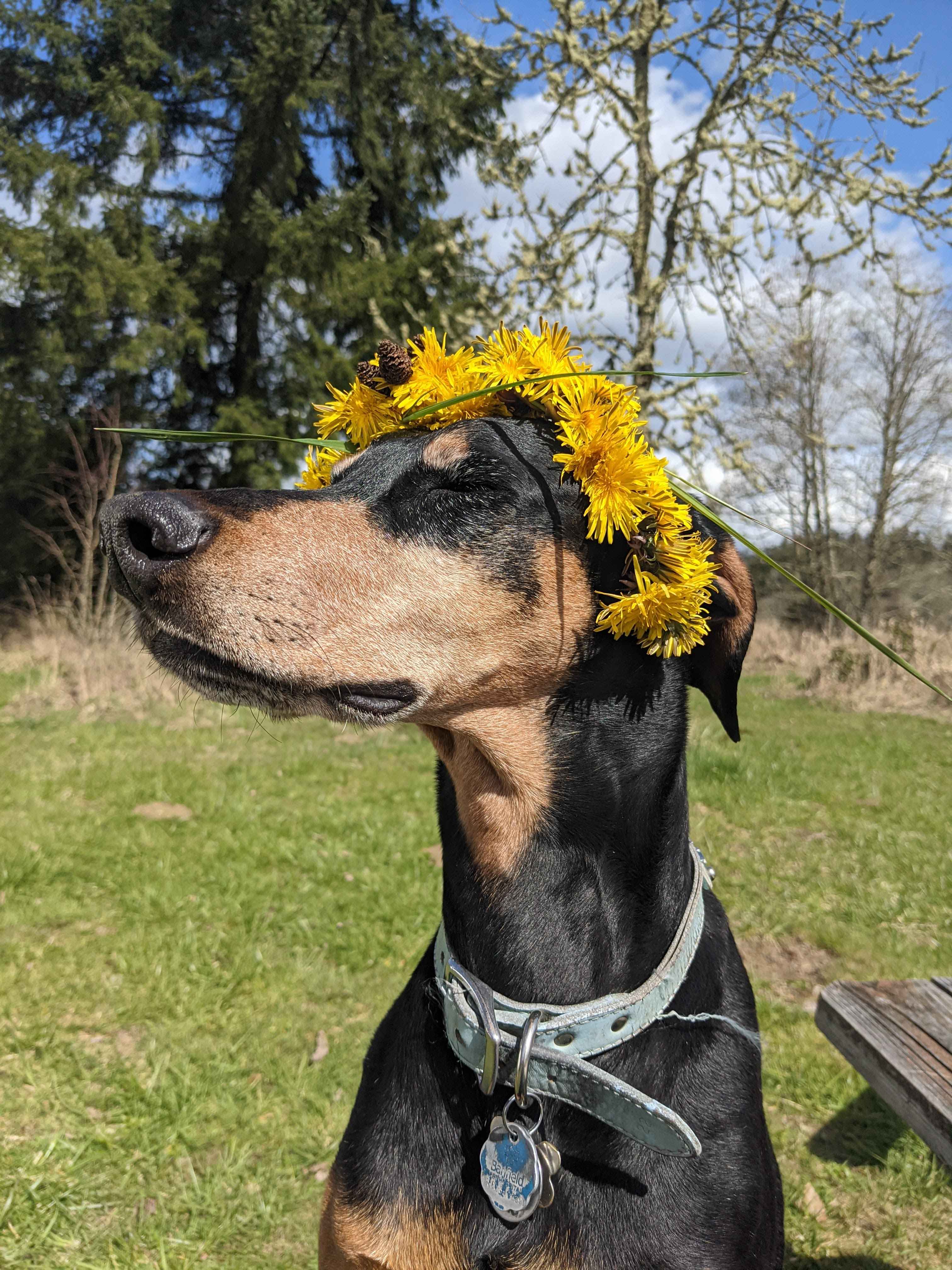 Clementine the Doberman enjoying the serenity of the sun and dandelions near the giant crystal. 
