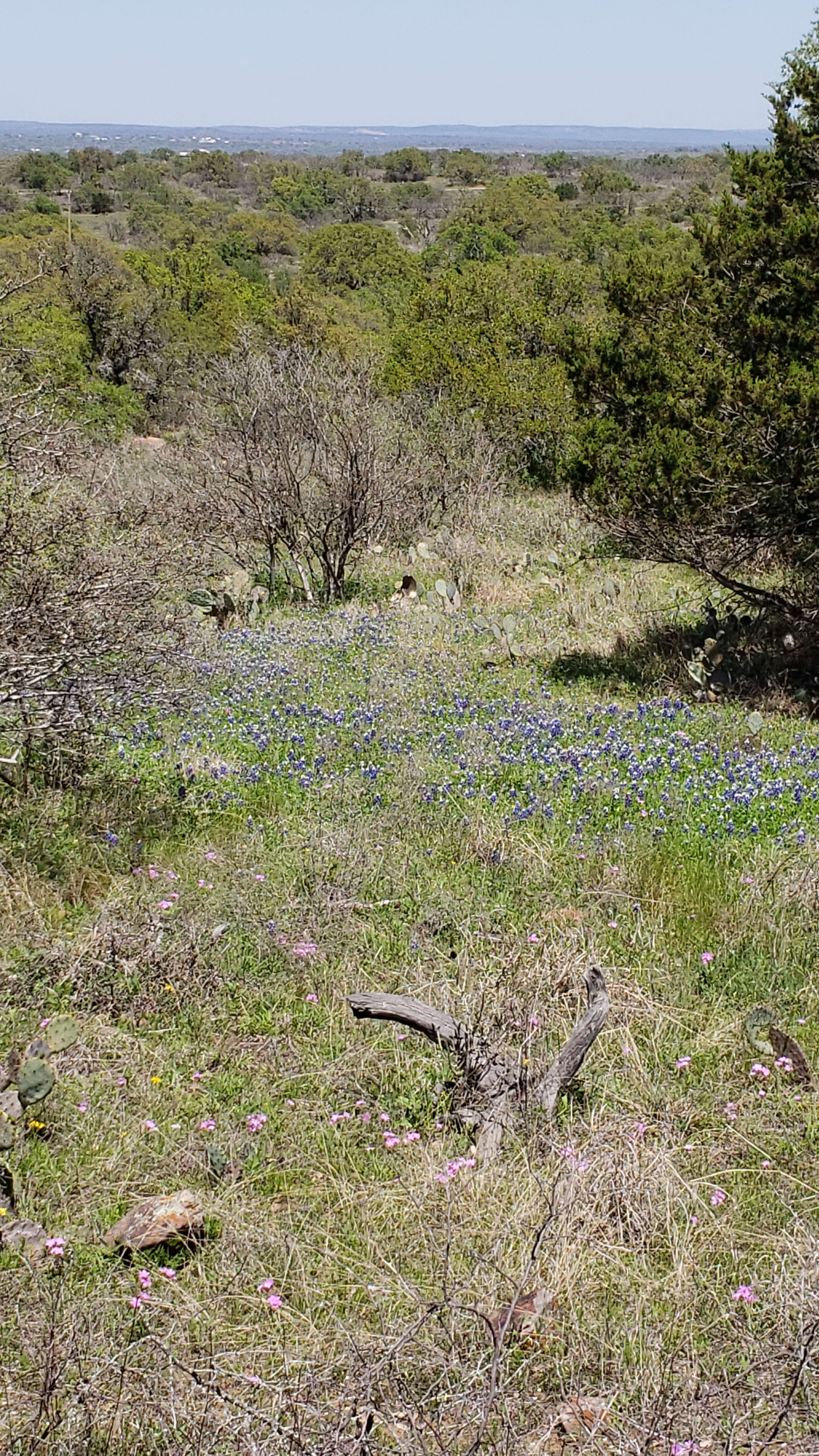 Springtime field of Bluebonnets - please do not pick them ;-)