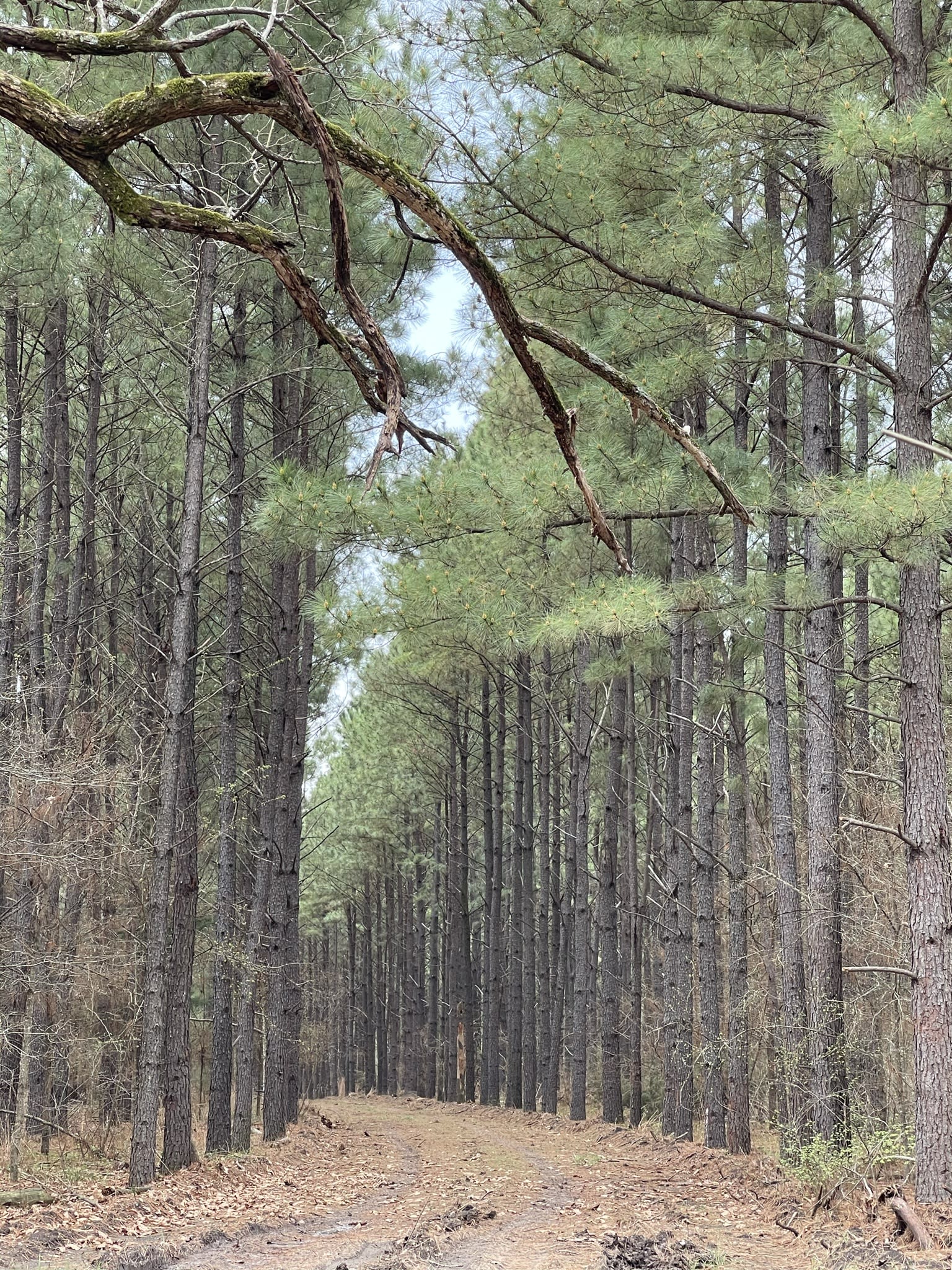 Piney Woods Plantation