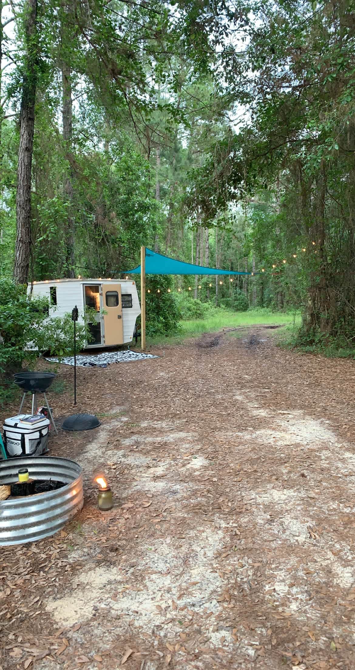 Serene Forested Blueberry Farm