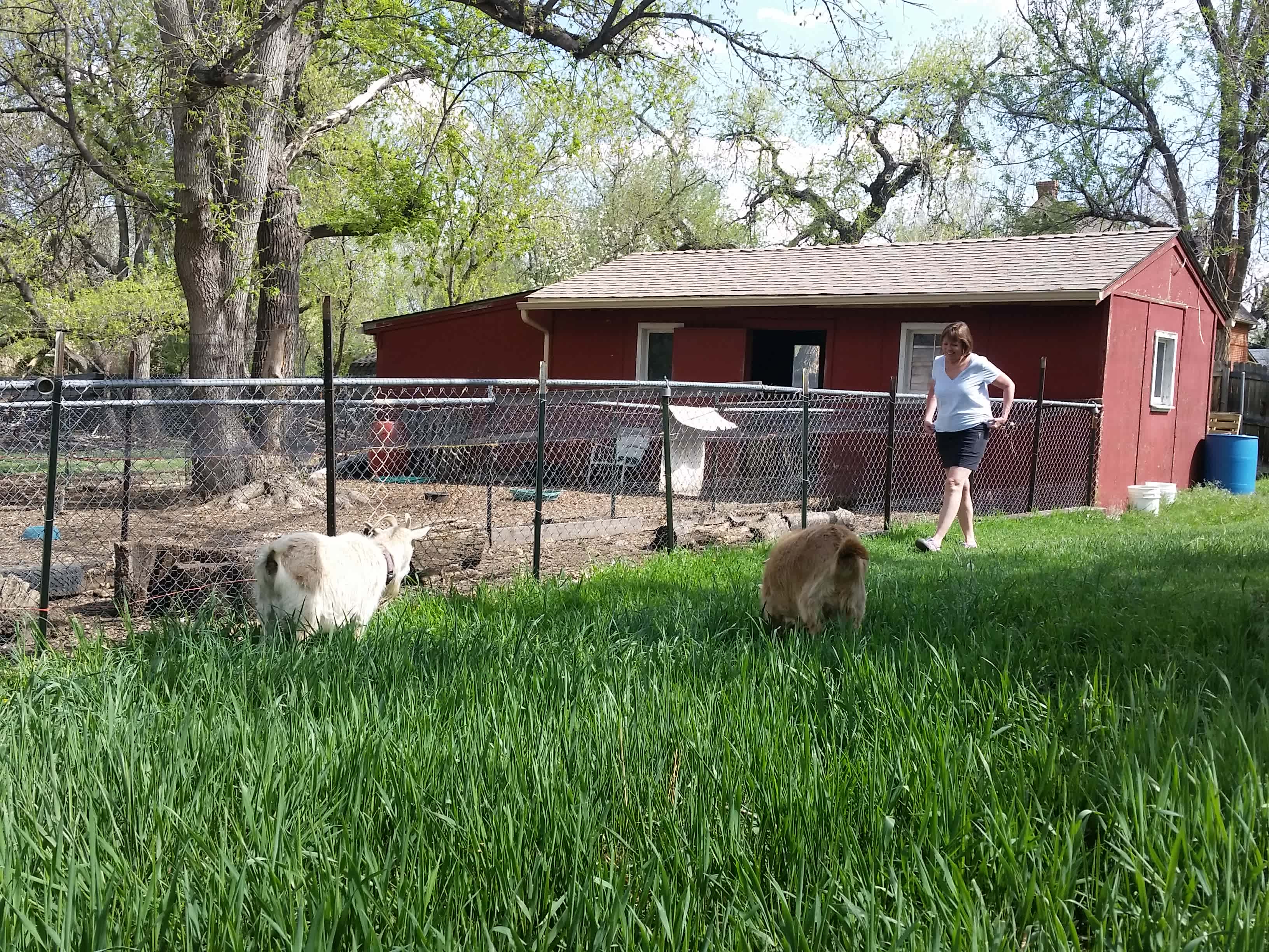 Historic Homestead Barn Yard