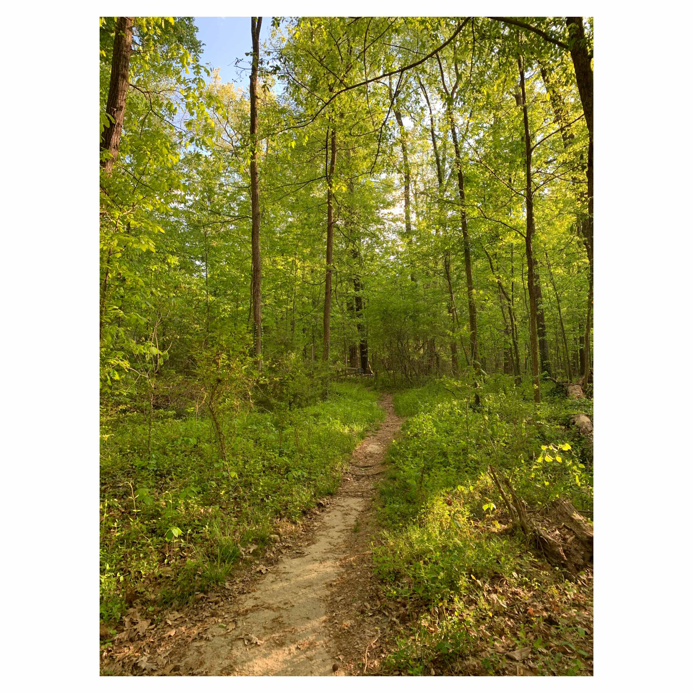Short trails run throughout the woods adjacent to the campsite.