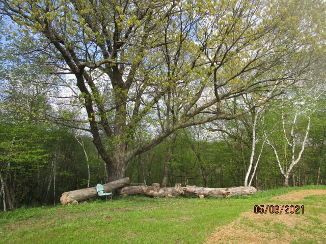 Old Oak in center of Round Mound Site
