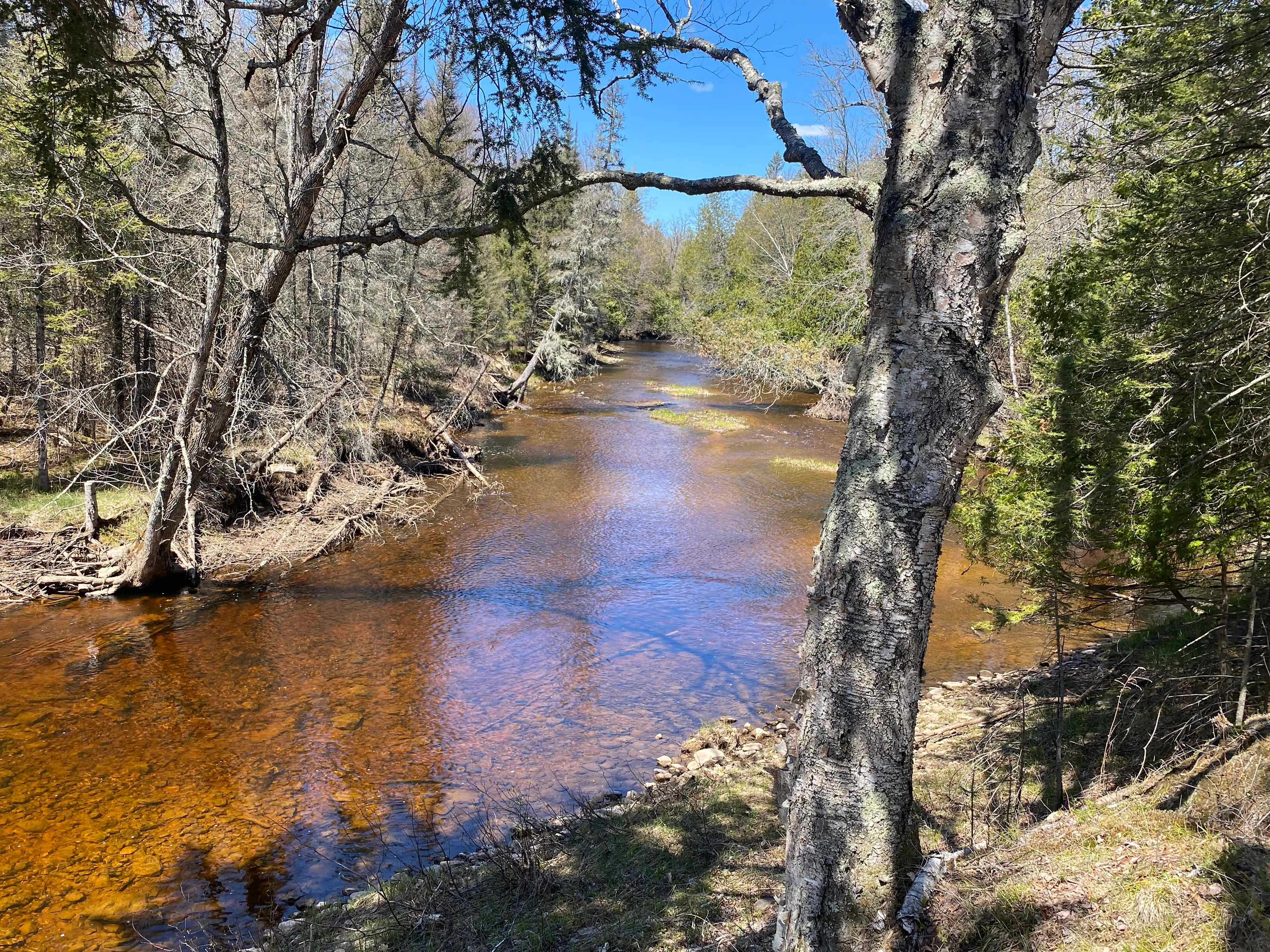 Forest Overlooking River