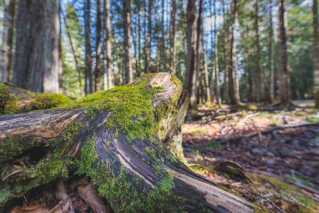 Mactaquac Provincial Park