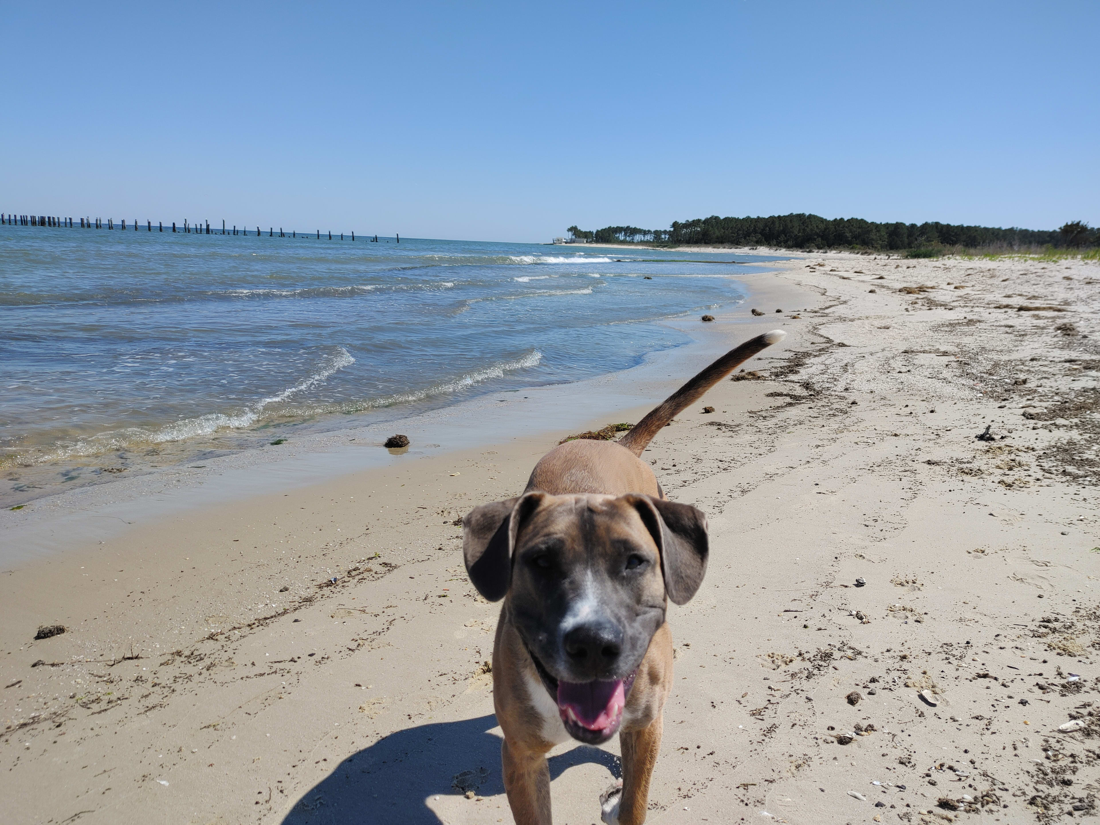 A-Dog loves a romp on the beach. 