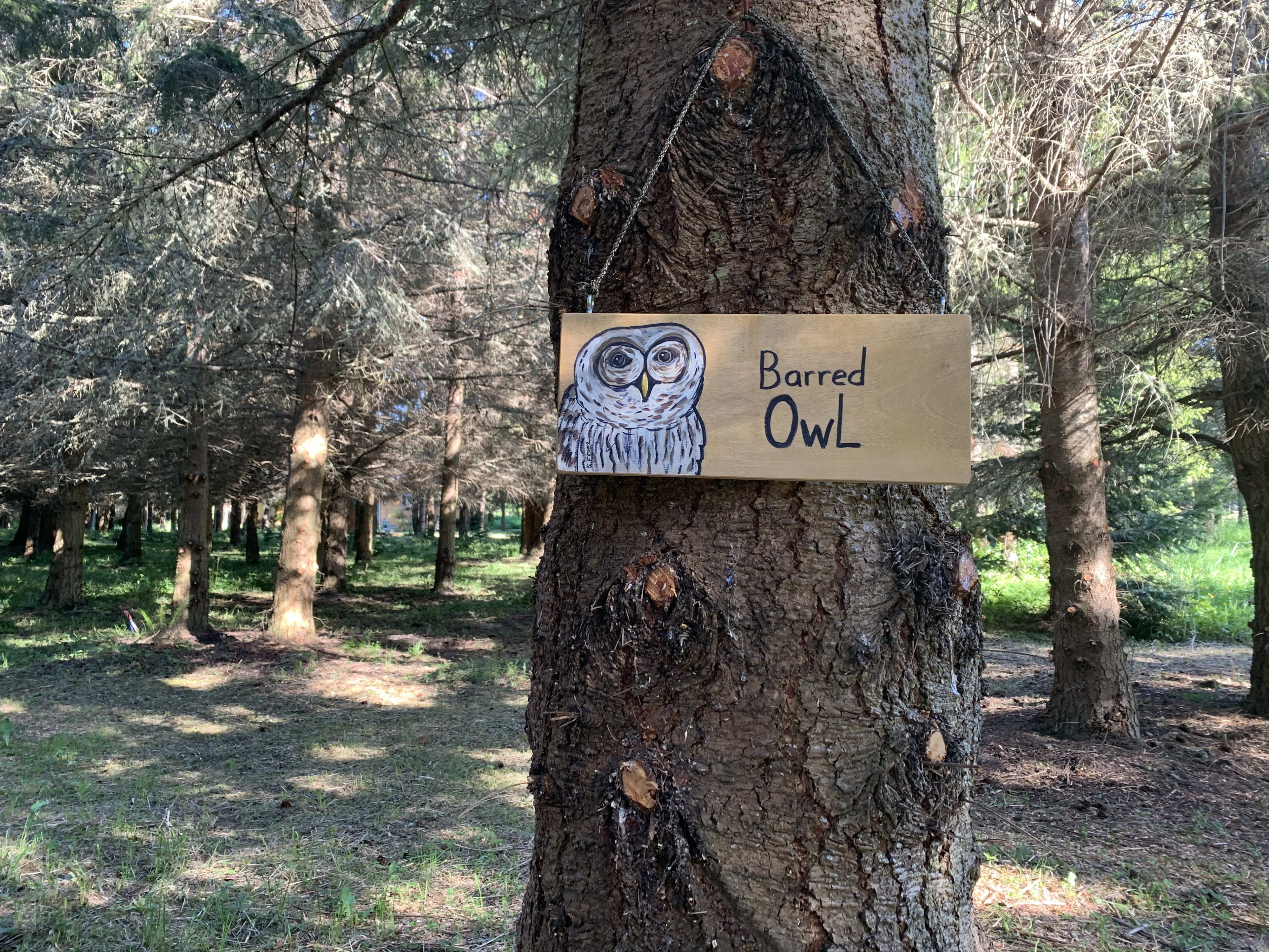 Barred Owl Nest in Lavender Farm