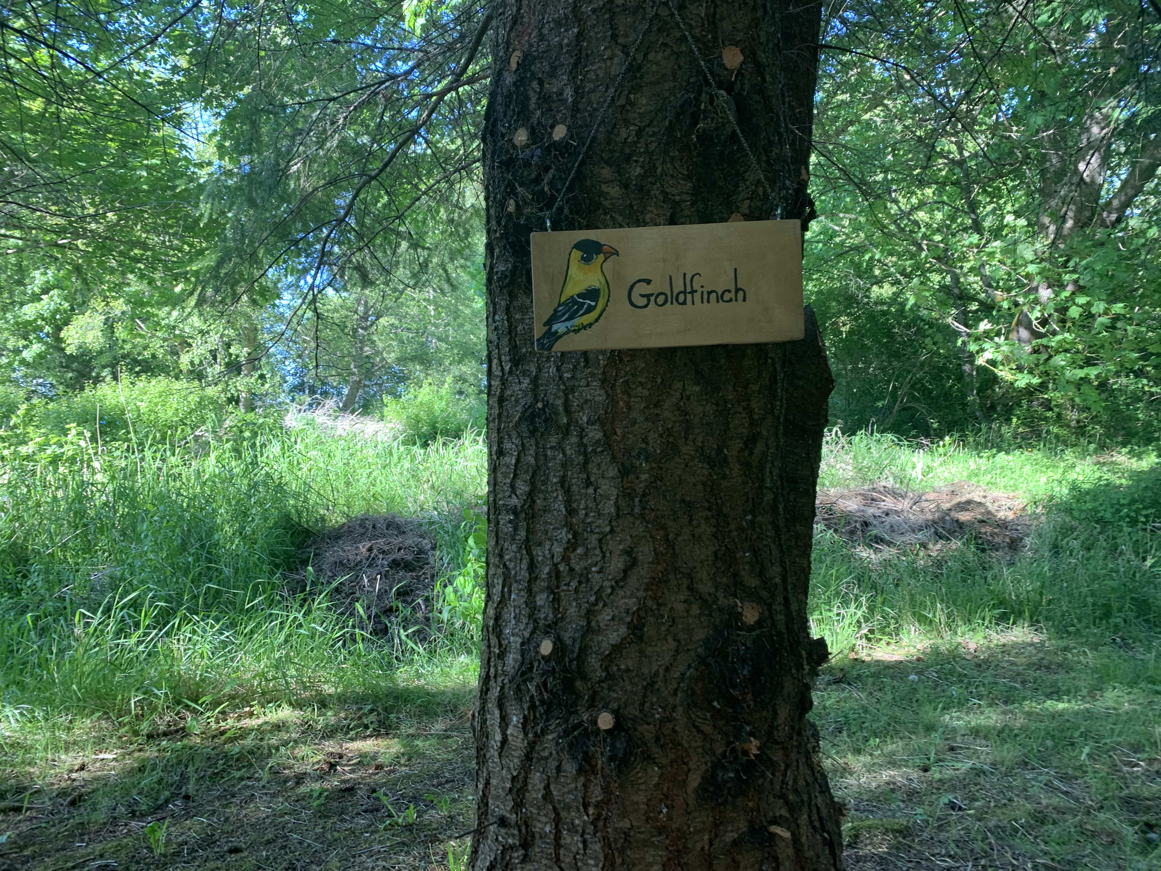 Goldfinch Nest in Lavender Farm
