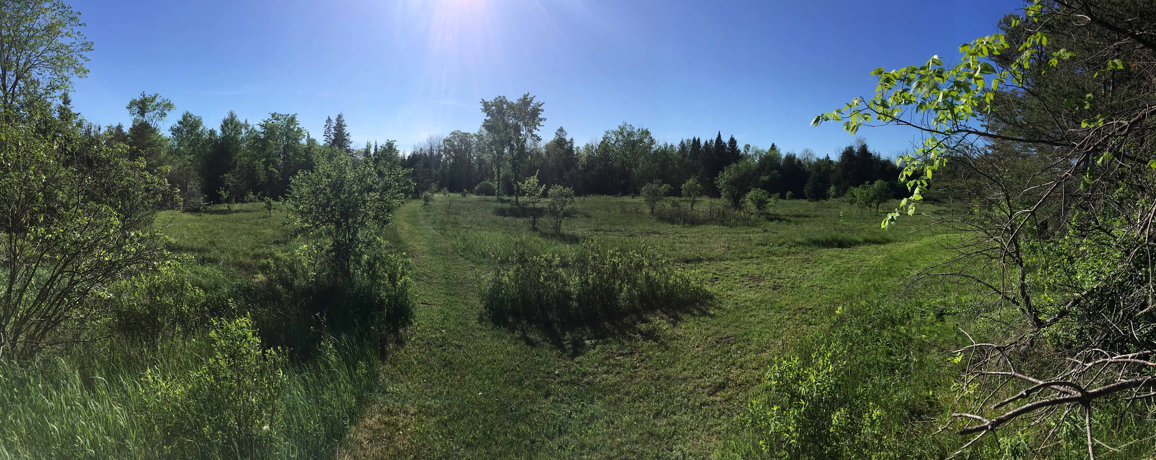 The meadow with groomed paths and way to the 103 Paces campsite.
