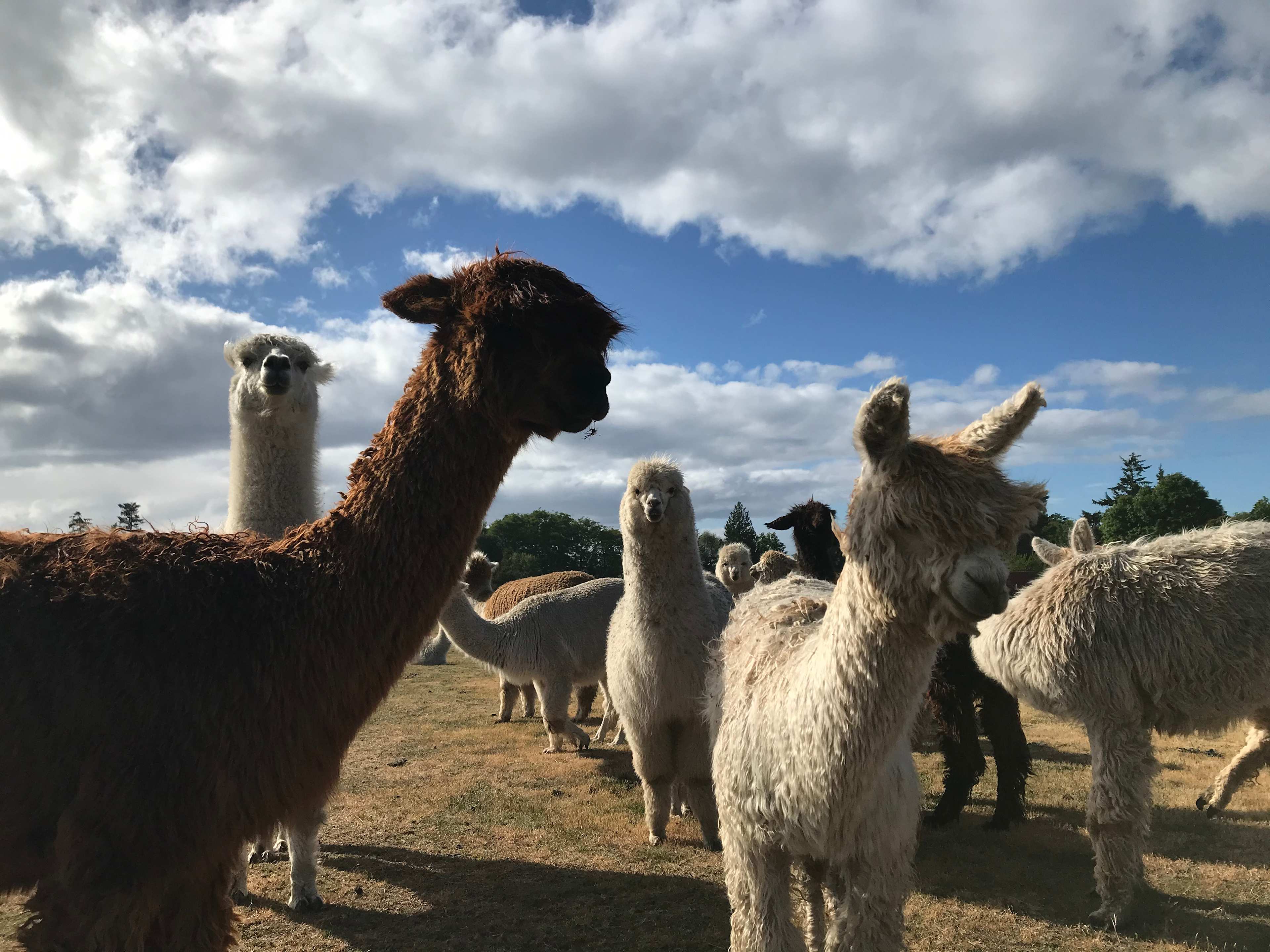 Run w/ Alpacas Farm Stay Port Angeles