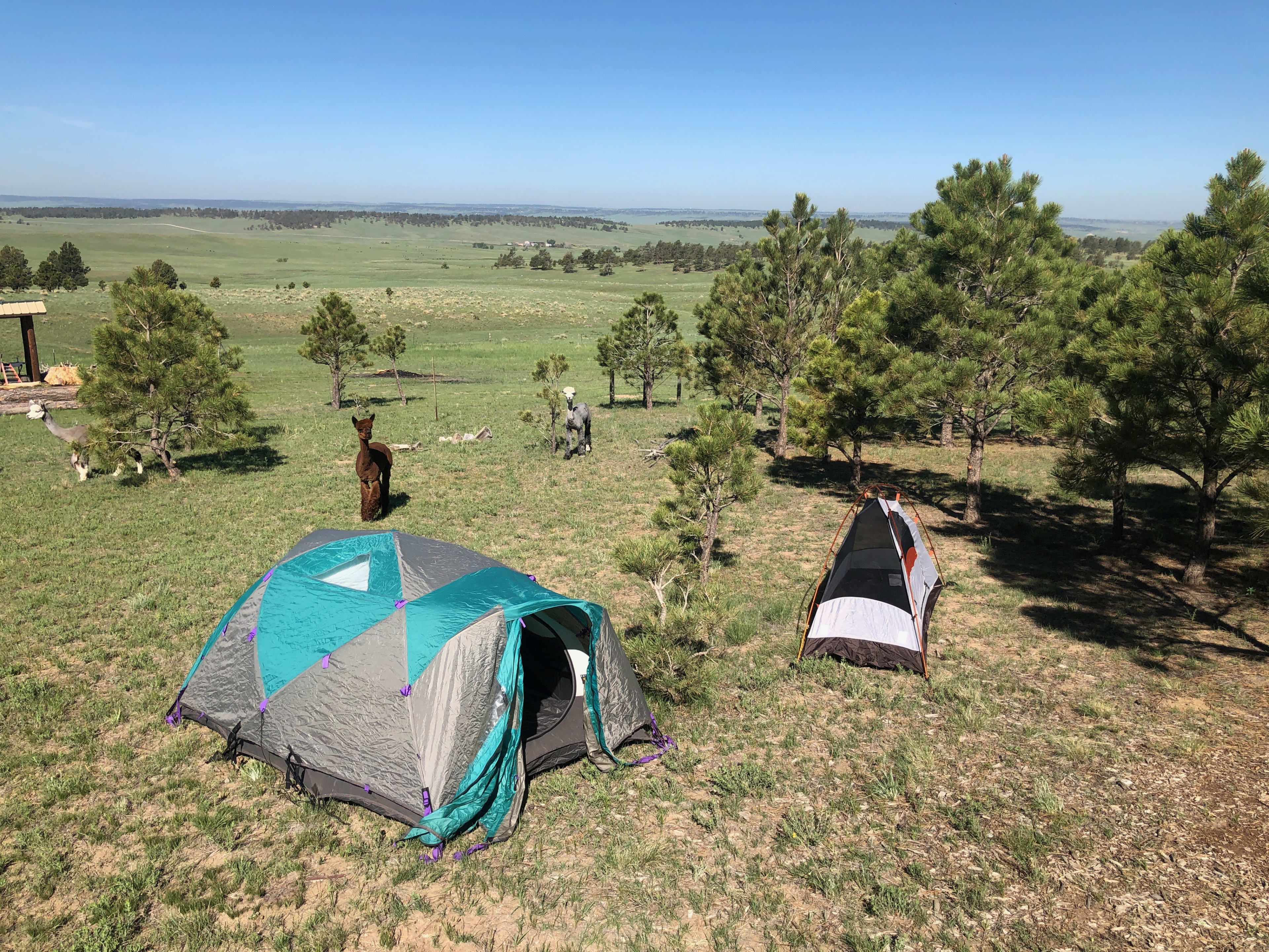We have a number of different places you can set up your tents in this young forest with beautiful views!