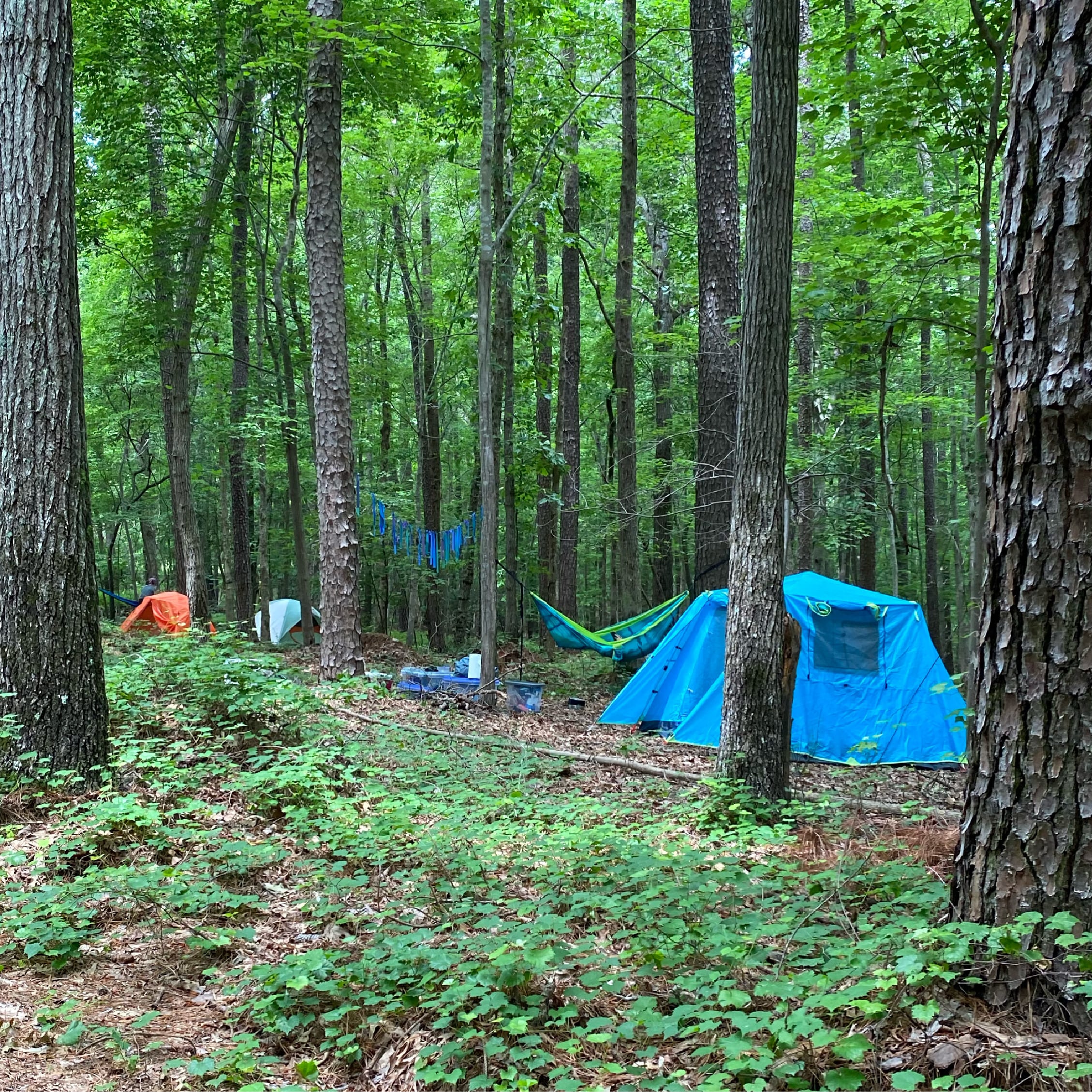 Our sites have plenty of space for tents and hammocks!