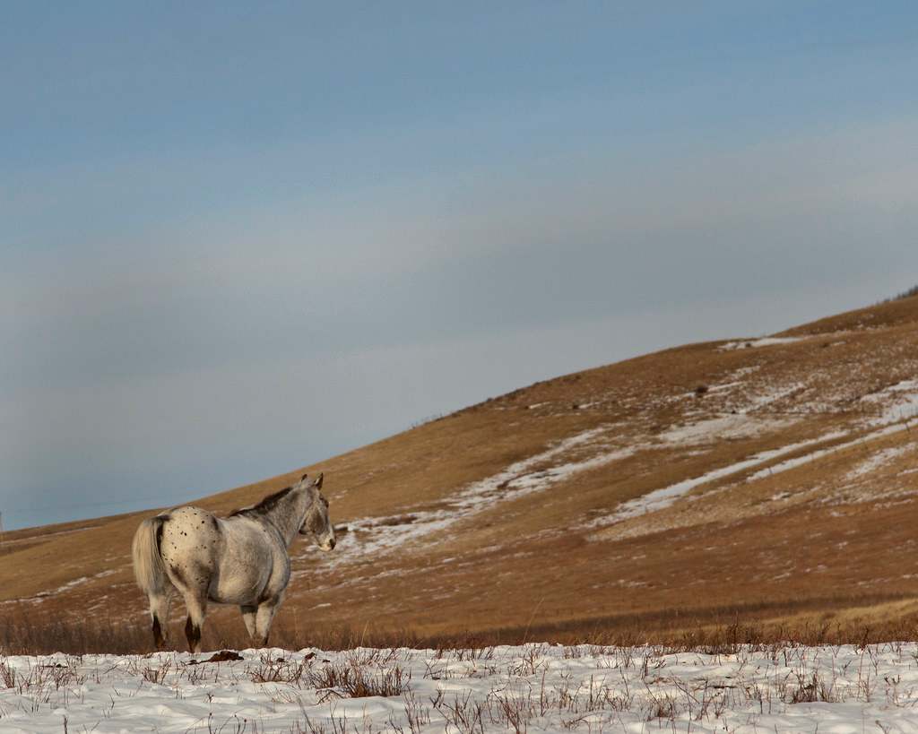 Glenbow Ranch Provincial Park
