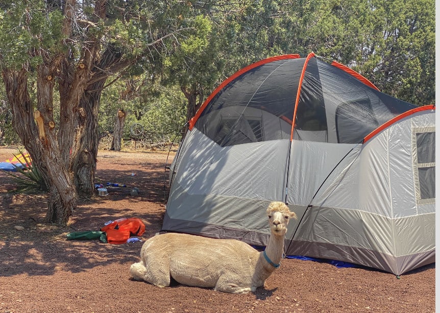 Cooper camping out at the camp