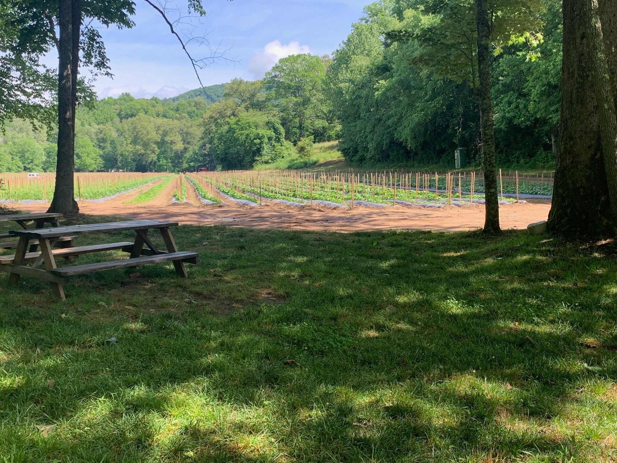 Site #2 - Farm View from your tent/camper site