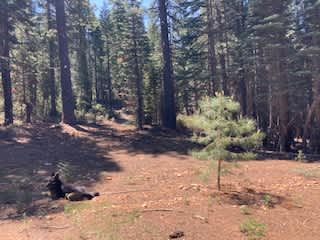 Campgound 3.
Three vehicles and three tents can easily fit here but please protect the young Ponderosa coming up in the foreground.