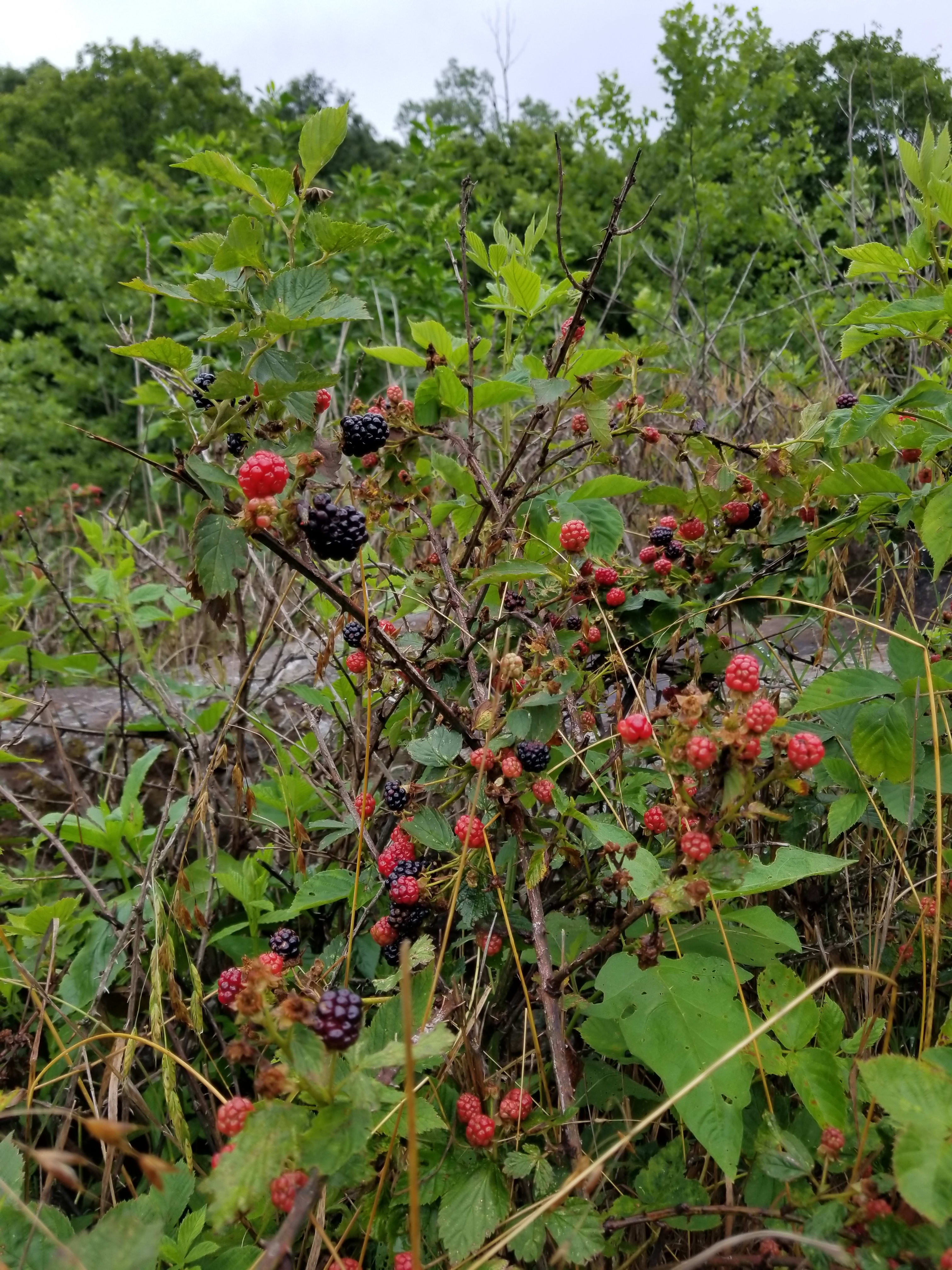 The blackberry patch.