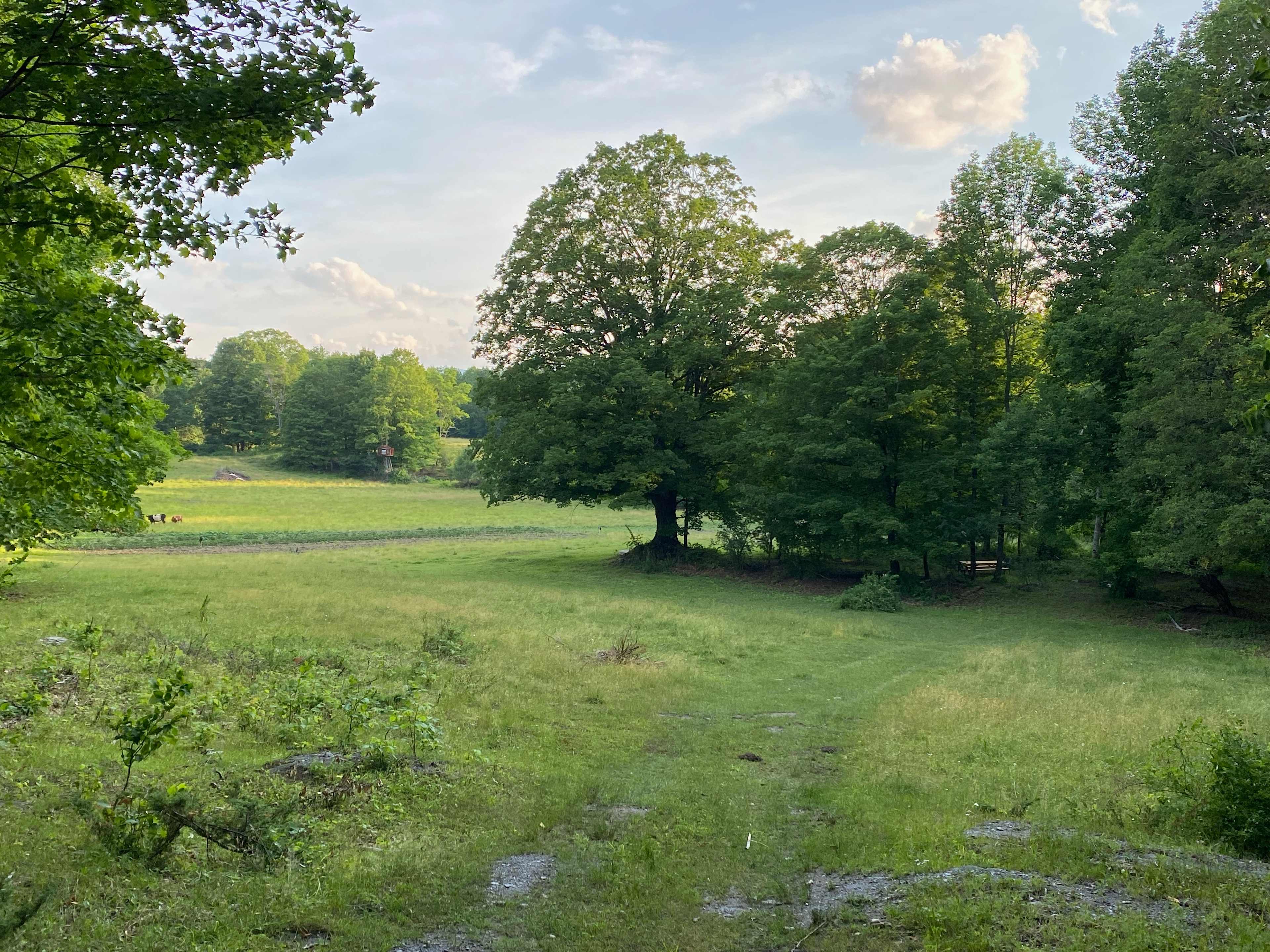 View of site 4 from the road located underneath the maple tree! There a different options for placing a tent and this site also has spots for campers!