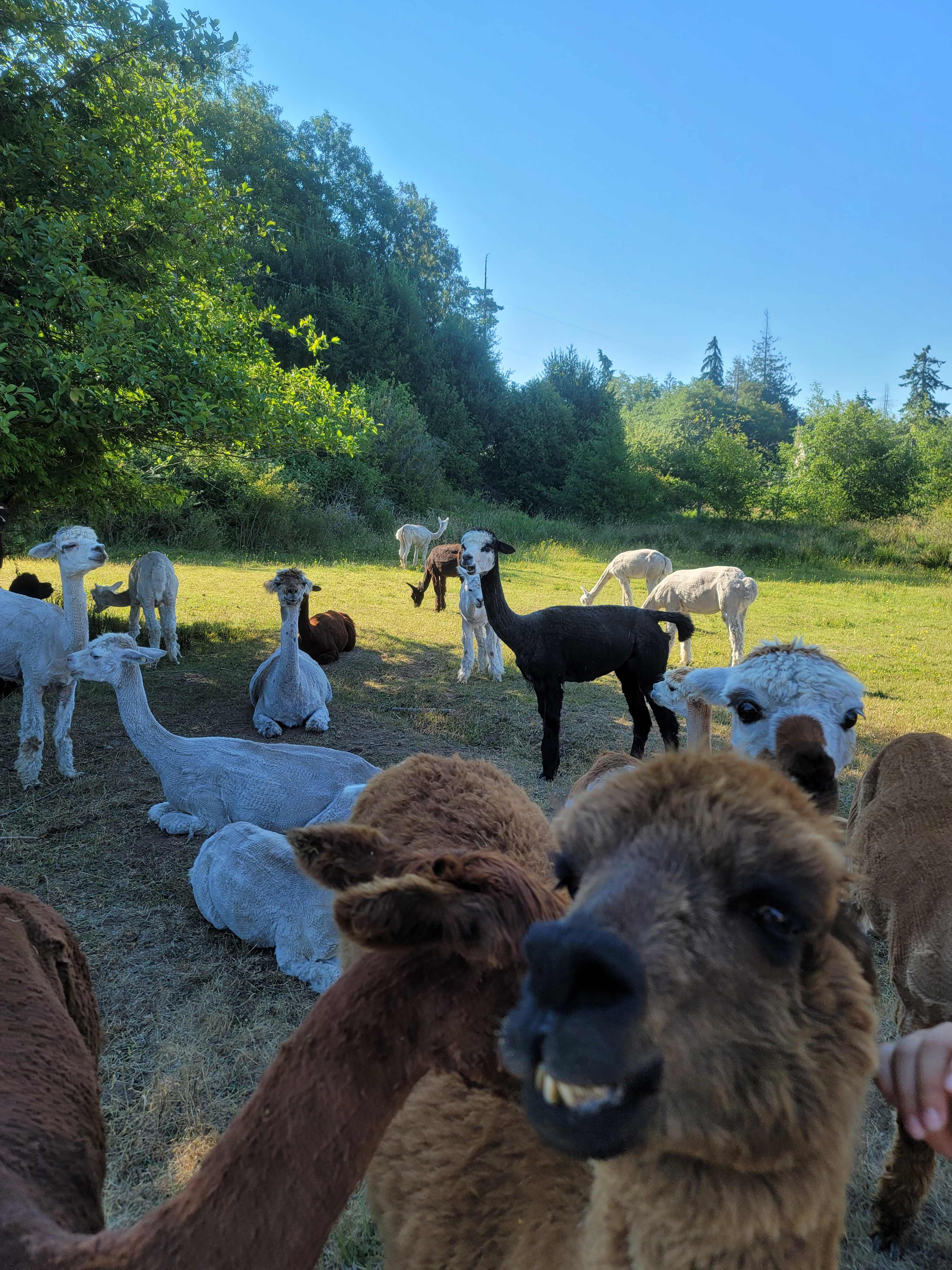 Run w/ Alpacas Farm Stay Port Angeles