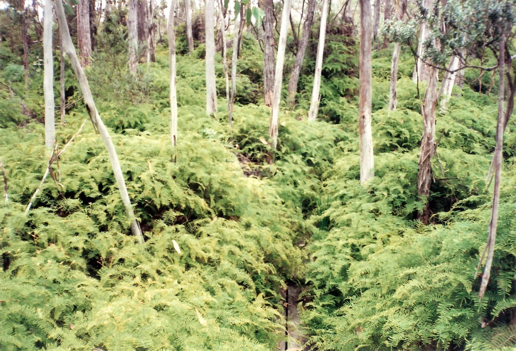 New England National Park