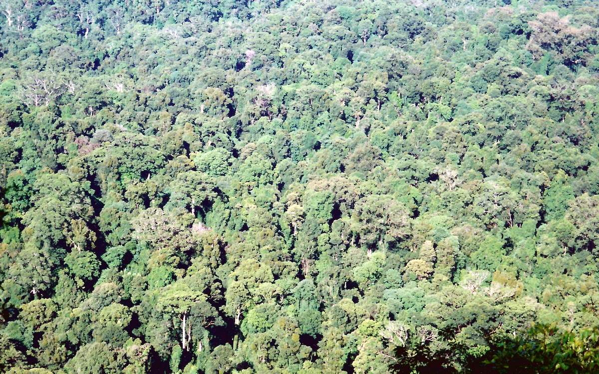 Toonumbar National Park