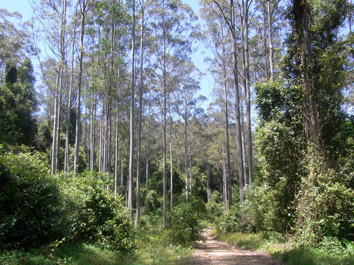 Black Bulga State Conservation Area